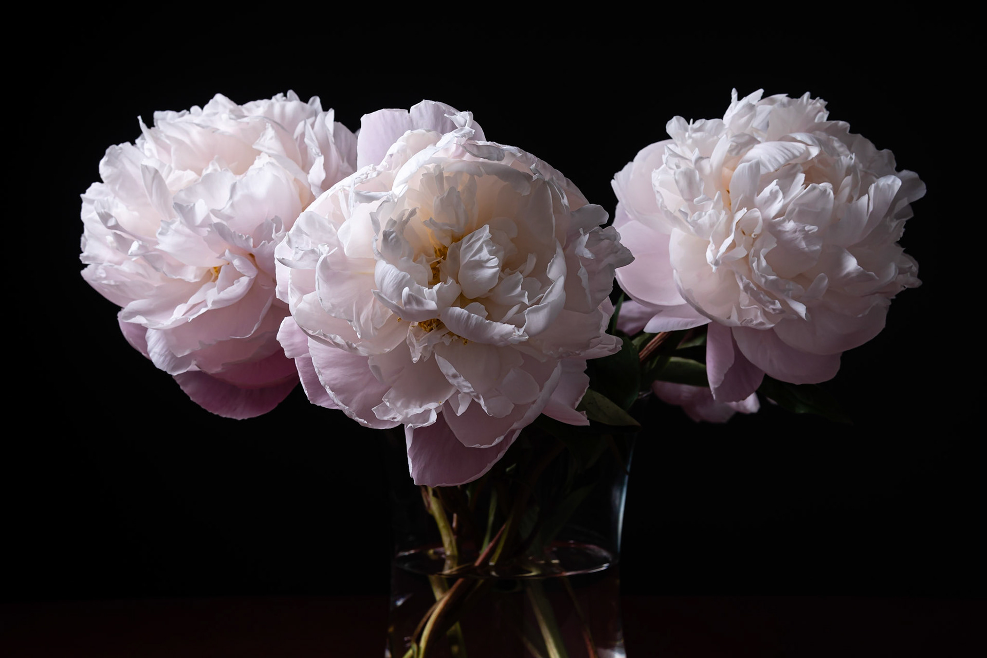 13 - White peonies in a vase