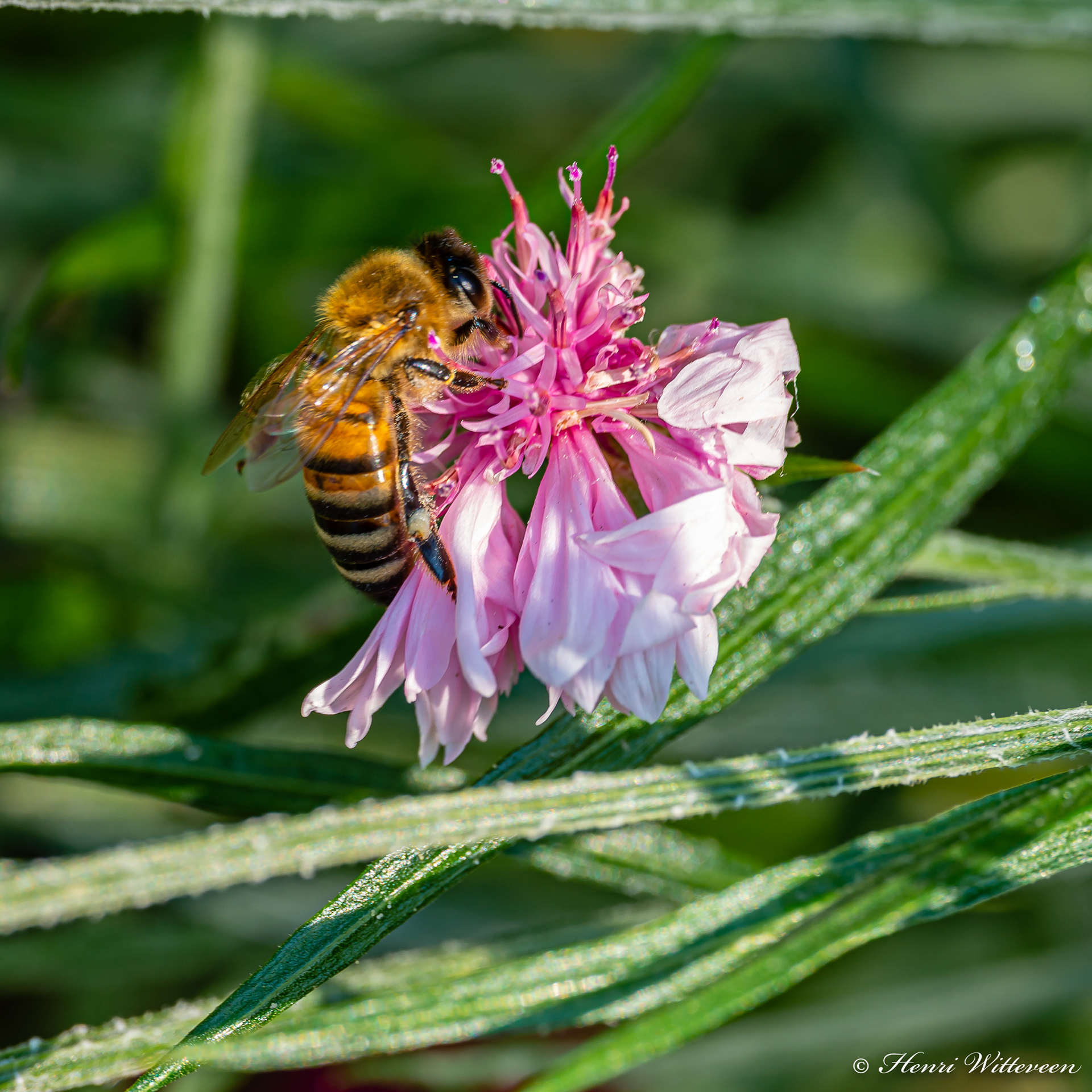 34 - Bee on a pink flower - Bij op een rosé bloem