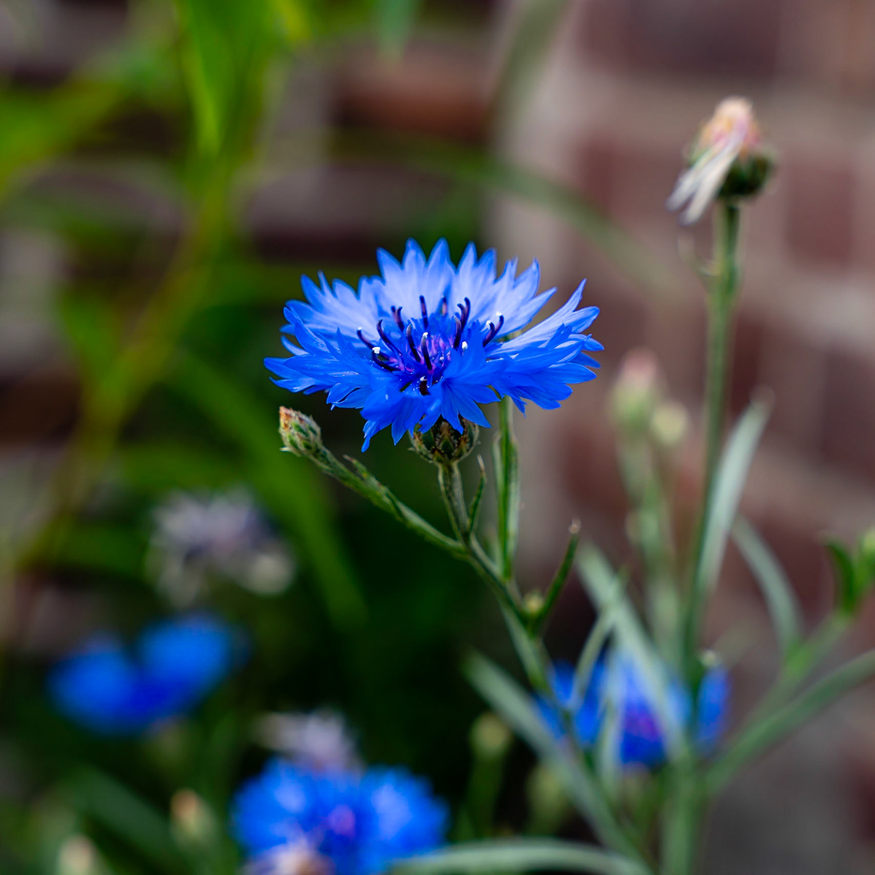 08 - Korenbloem op mijn balkon - Cornflower on my balcony