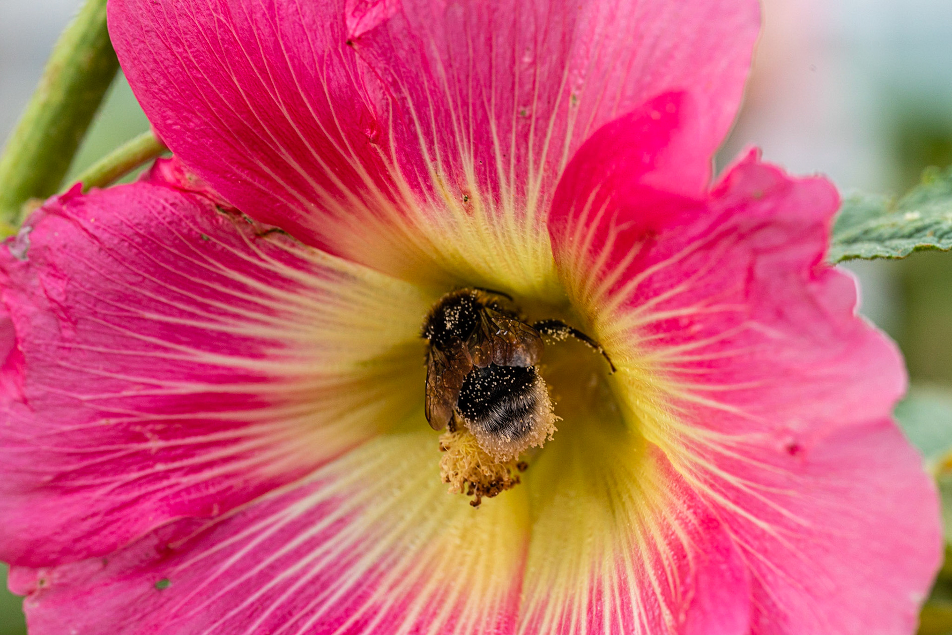 37 - Bumblebee on Hollystock - Hommel op stokroos