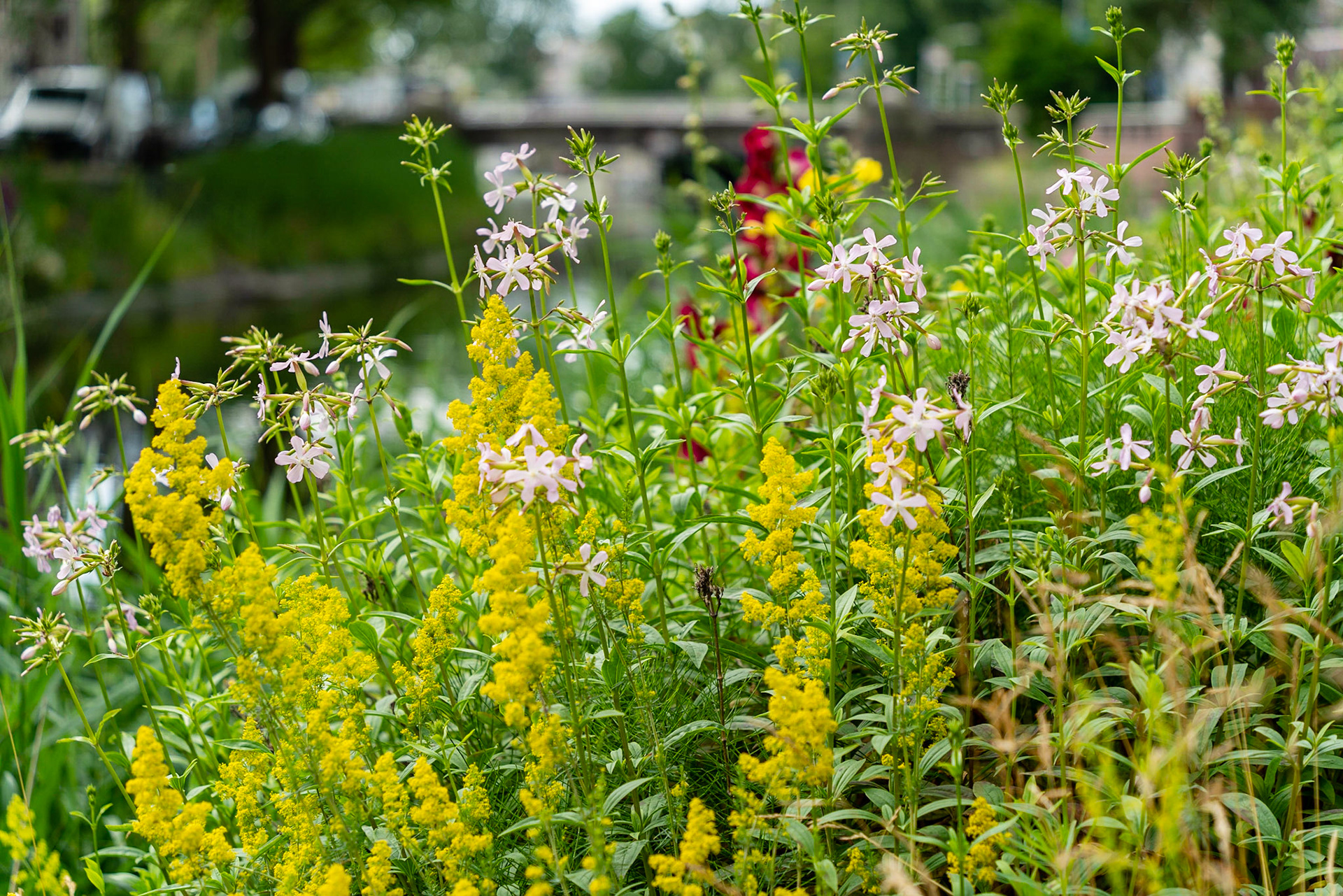 15 - Wilde bloemen langs een gracht - Wild flowers along a canal