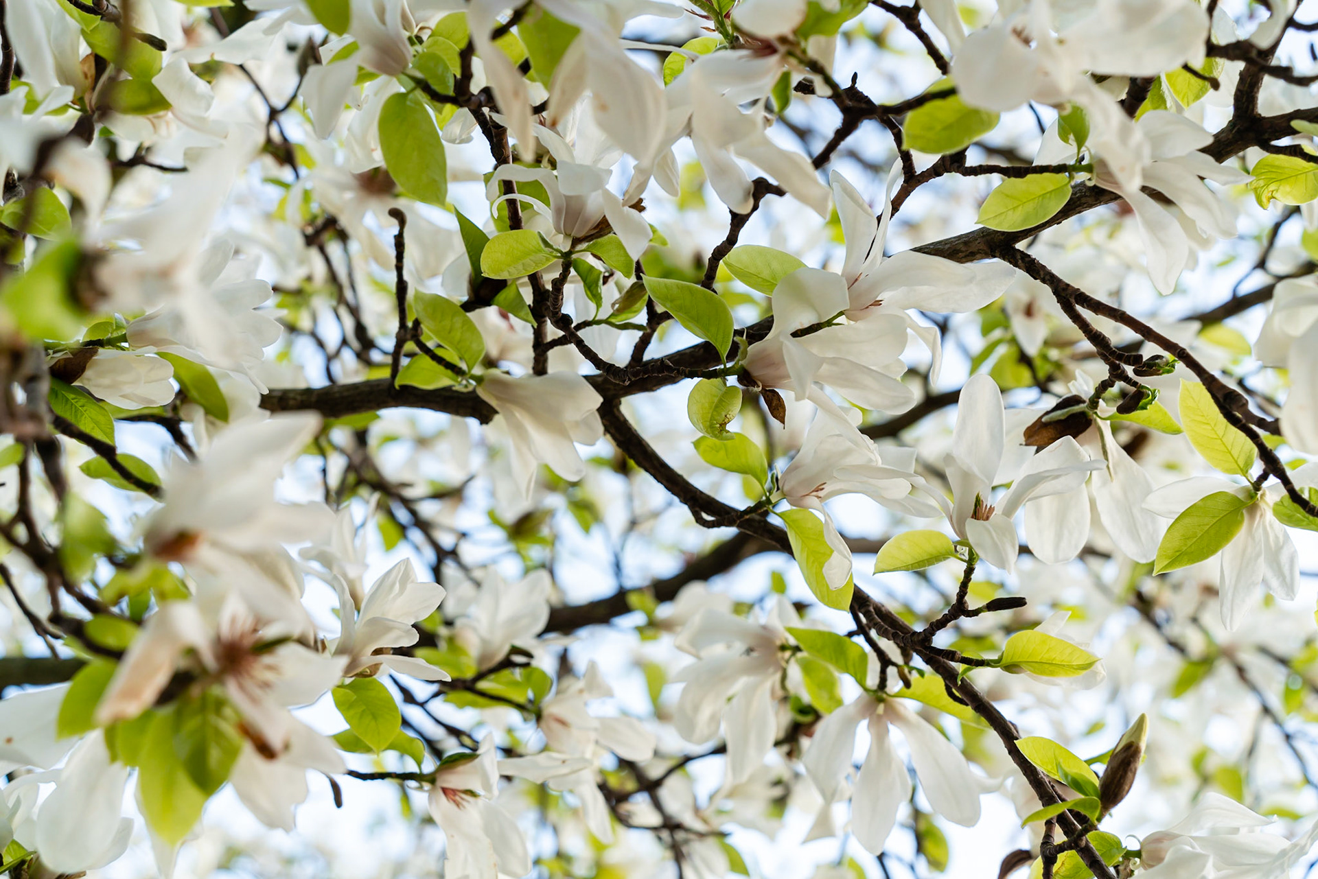 07 - Cherry Blossom in The Hague - Kersenbloesem in Den Haag