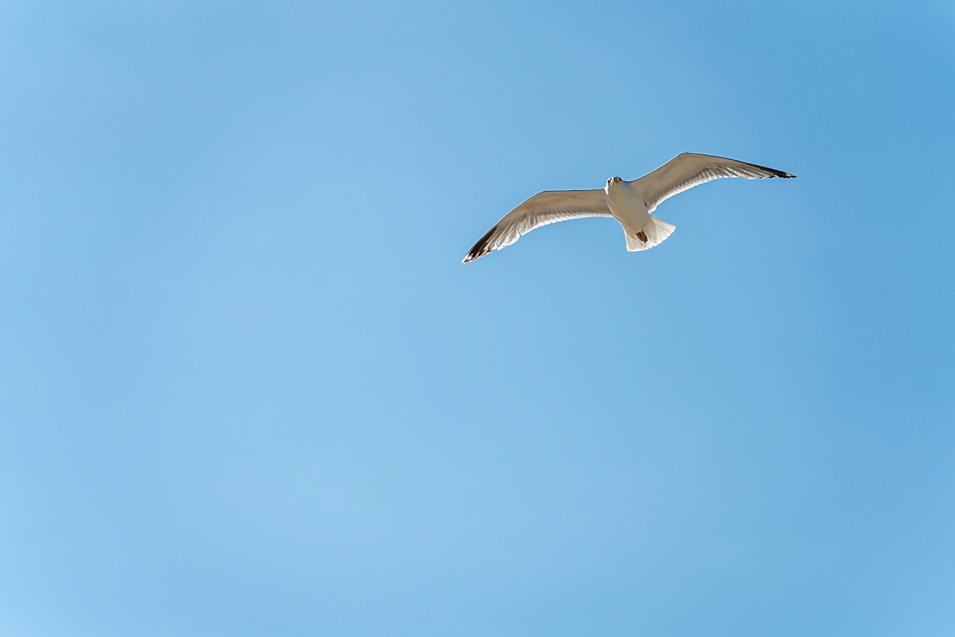 10 - Herring gull - Zilvermeeuw