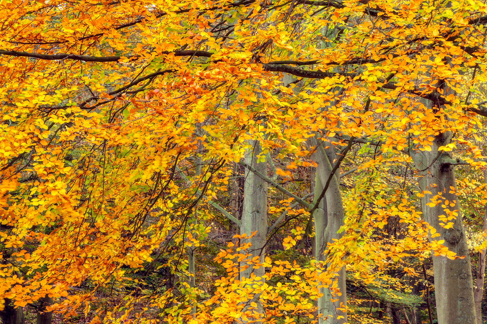 04 - Ockenburg estate in autumn
