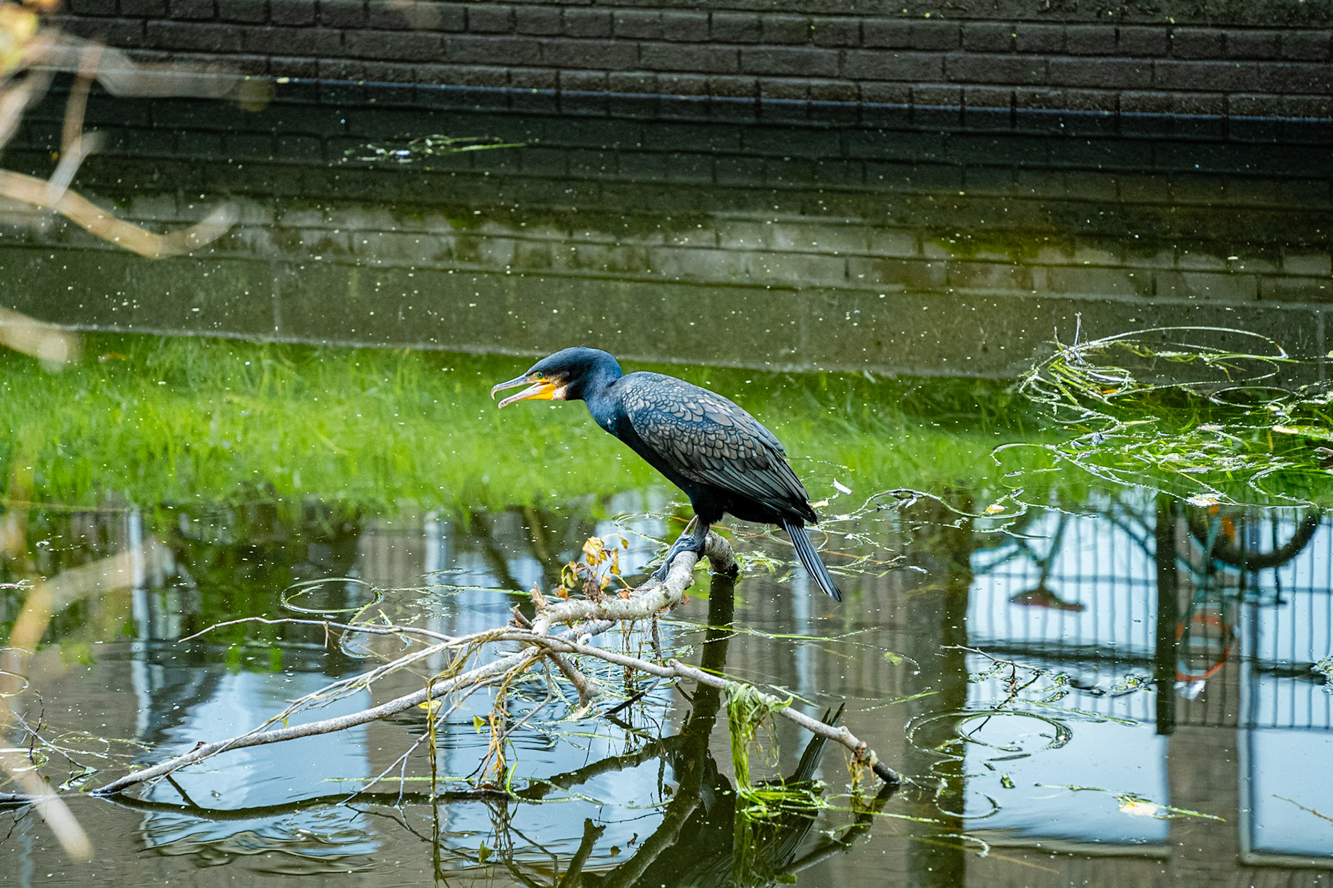 32 - Aalscholver - Cormorant