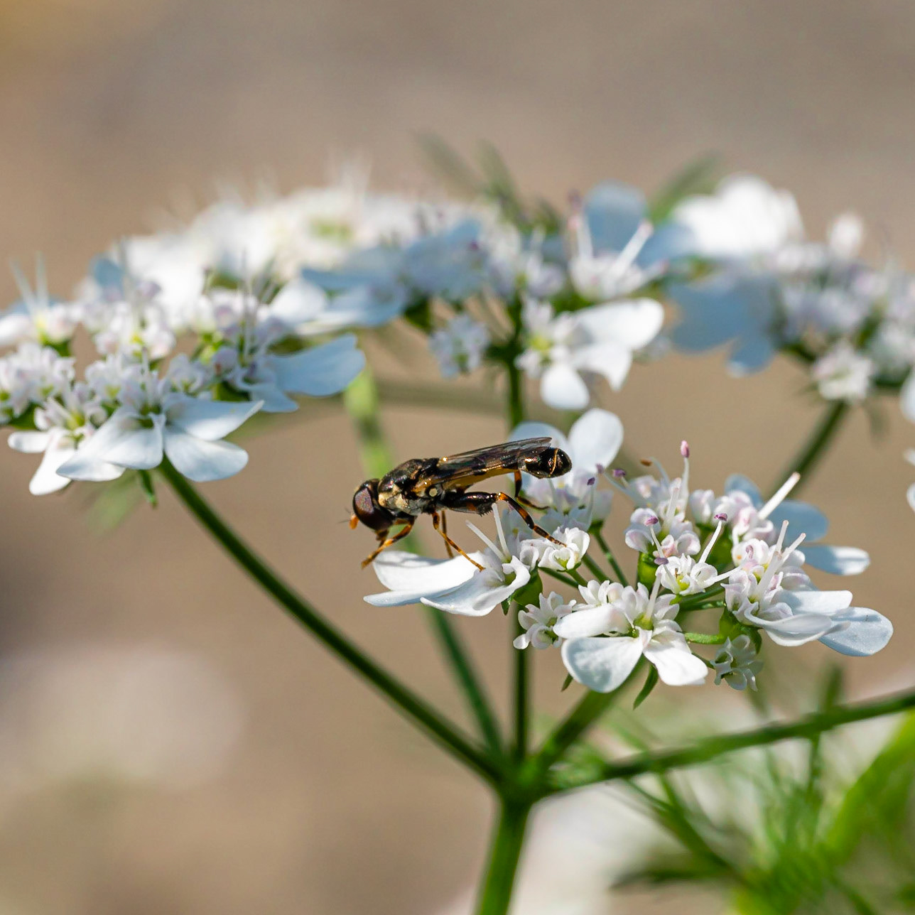 41 - Hoverfly - donkere wespvlieg on white flower