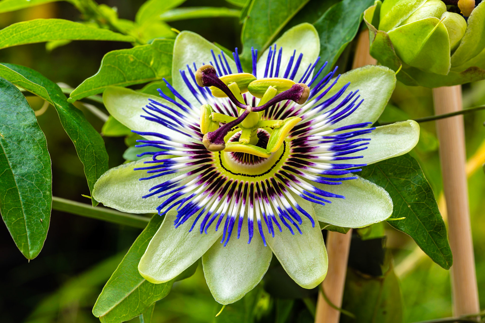 44- Passion flower - Passiebloem