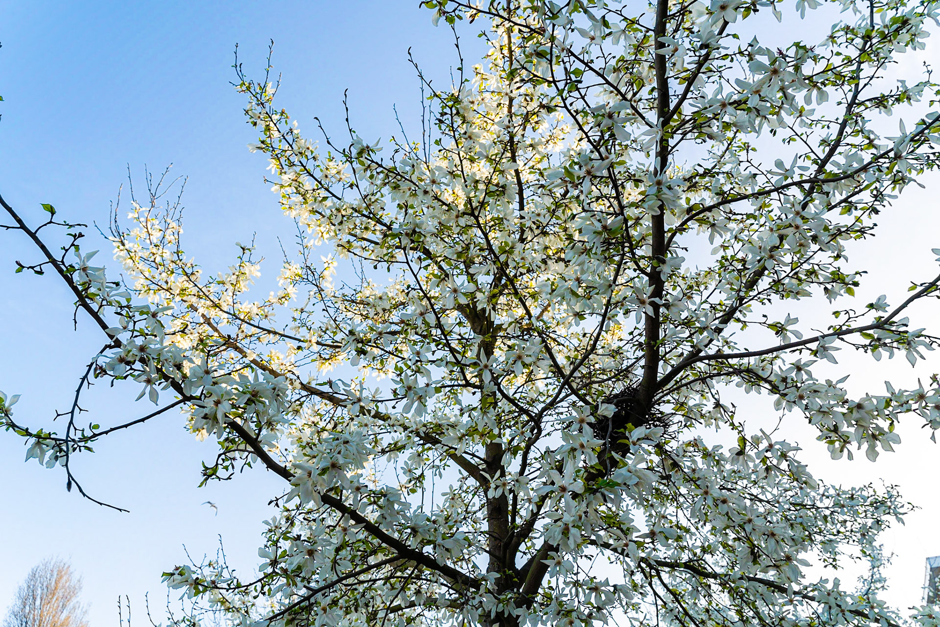 03 - Cherry Blossom in The Hague - Kersenbloesem in Den Haag
