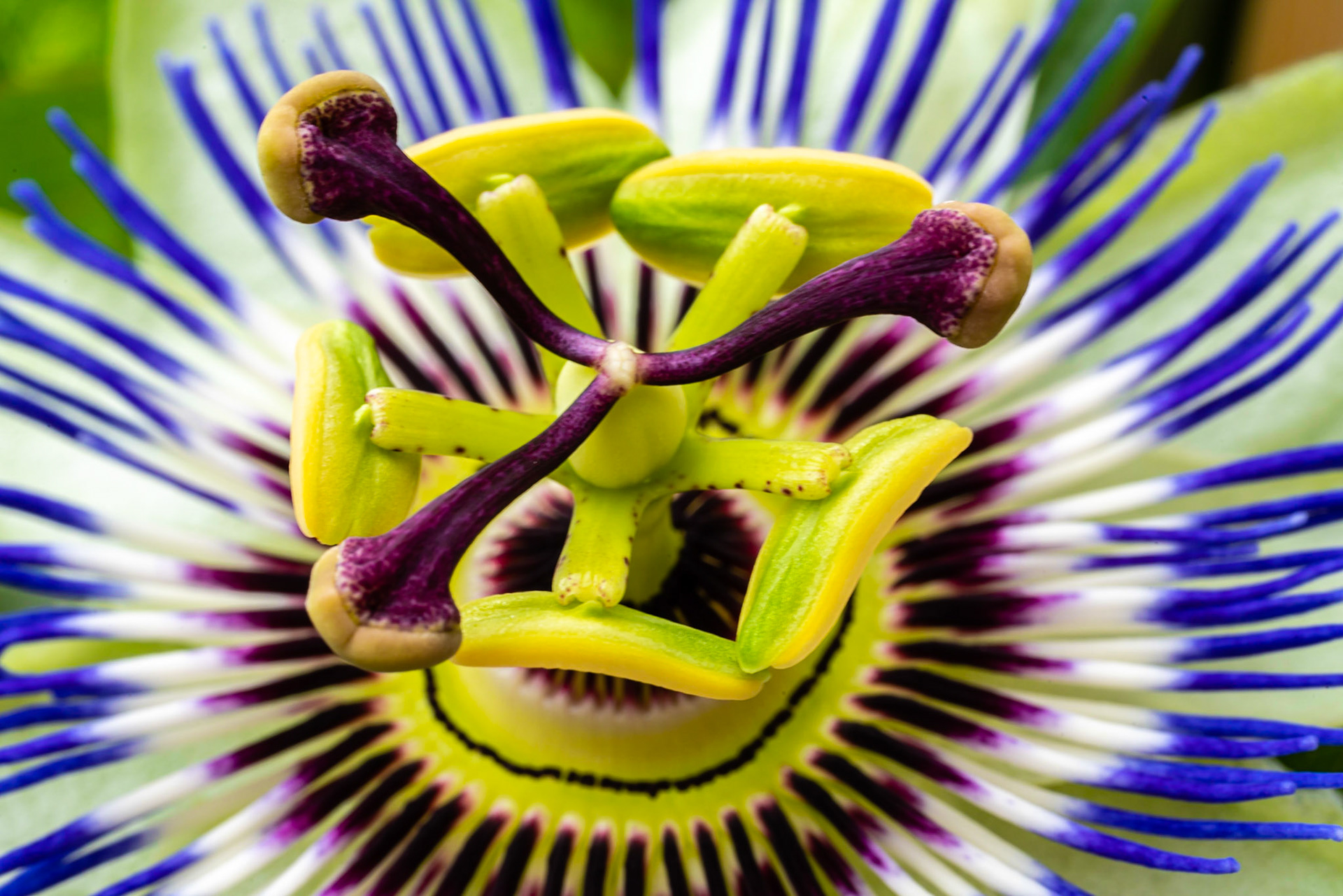 45 - Passion flower - Passiebloem