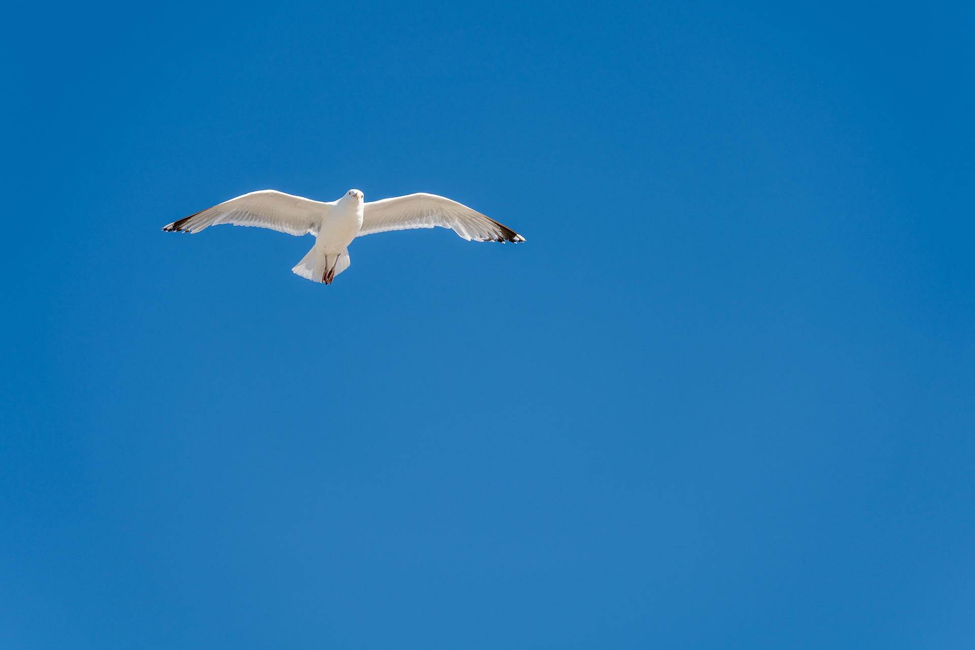 11 - Herring gull - Zilvermeeuw