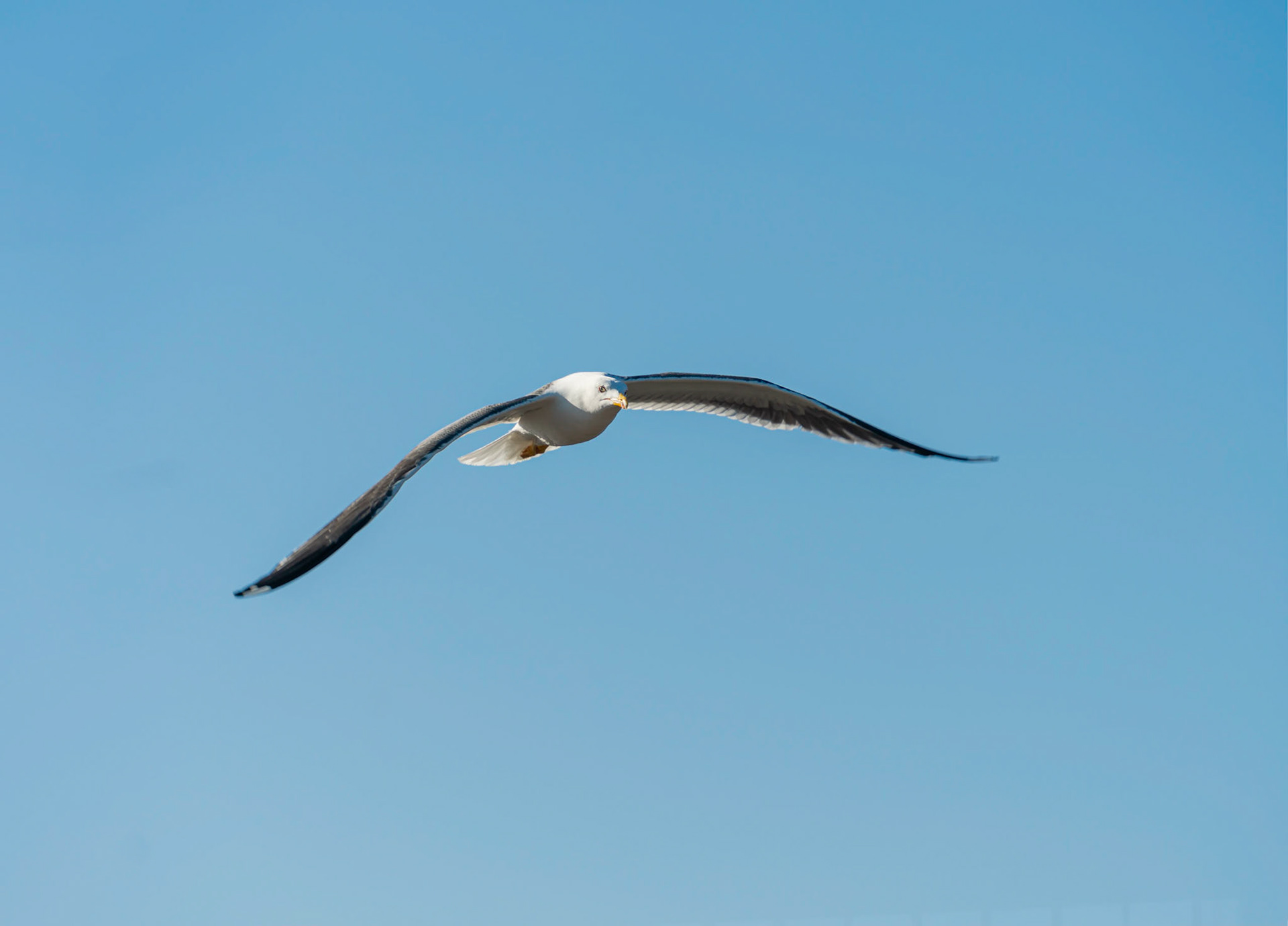 05 - Herring gull - Zilvermeeuw