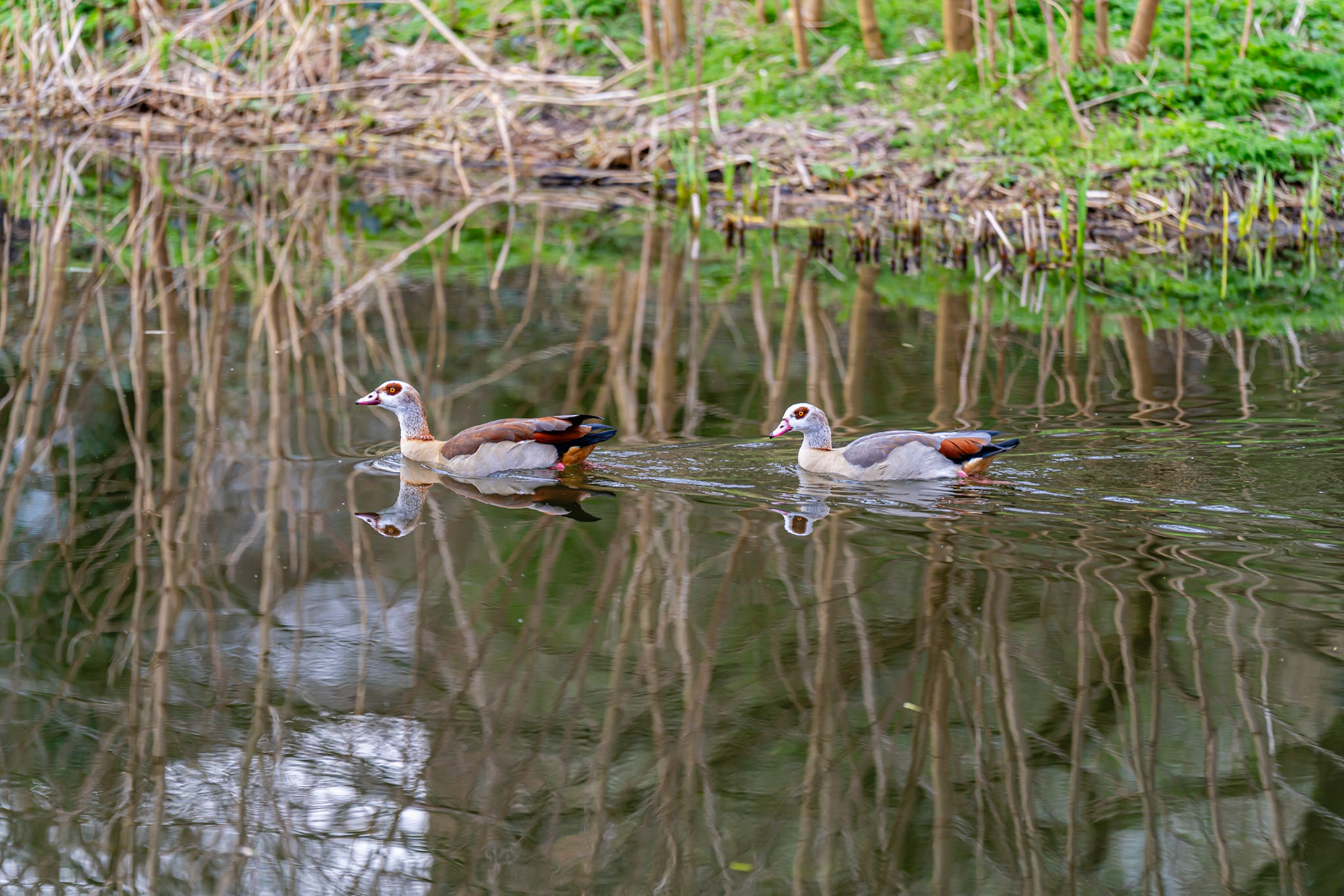 34 - Nijlganzen - Egyptian geese