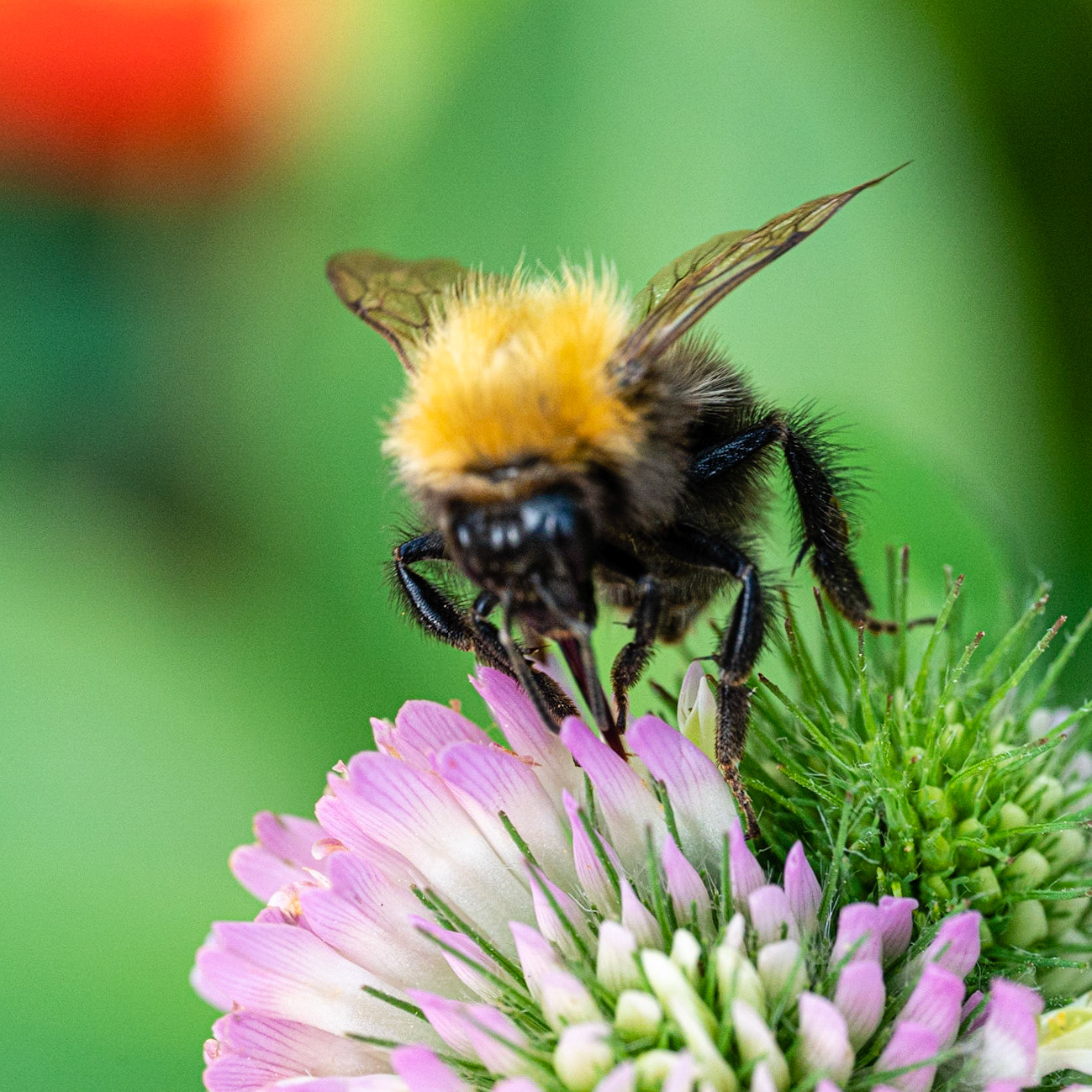 36 - Bumblebee on a flower - Hommel op een bloem