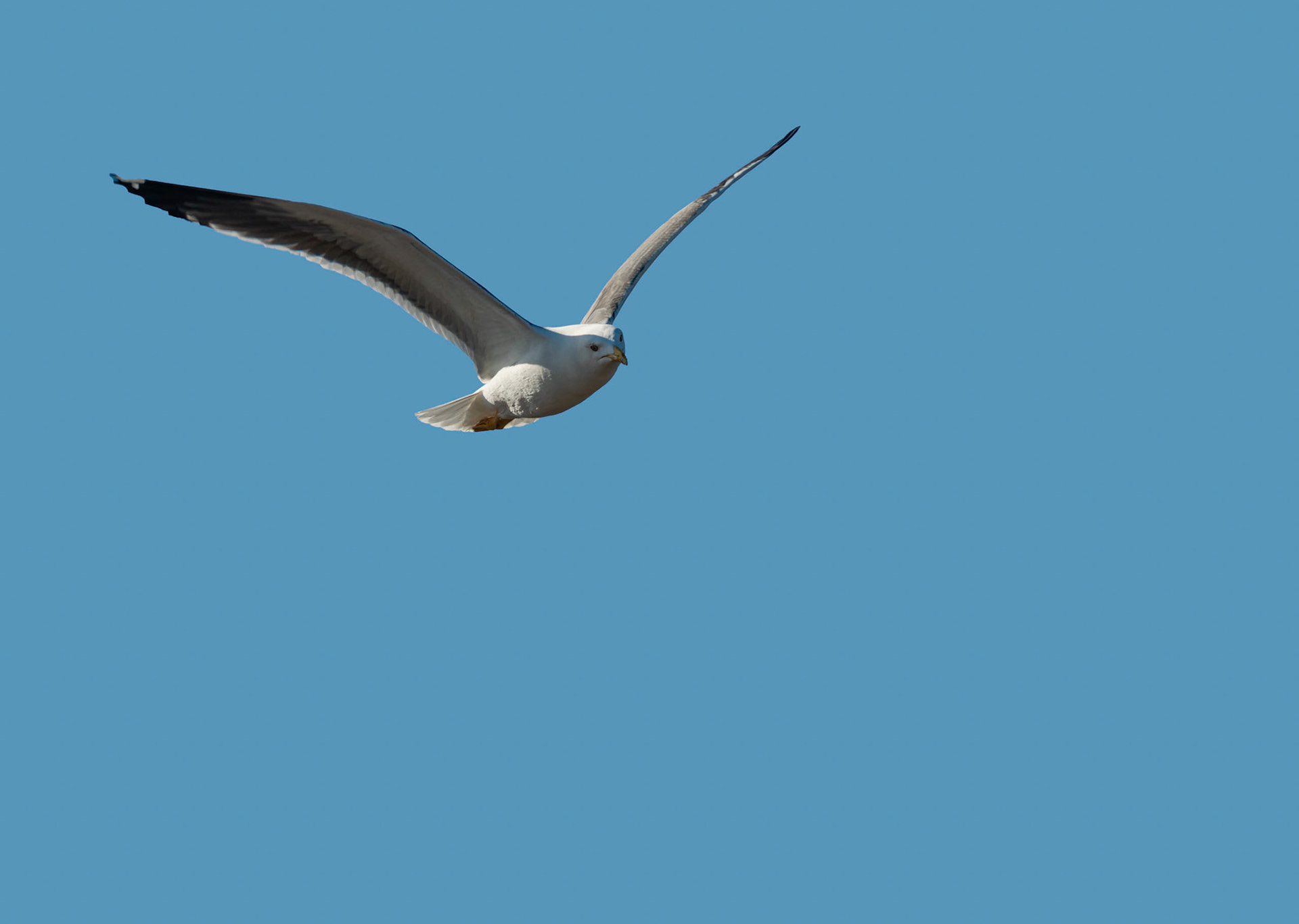 06 - Herring gull - Zilvermeeuw