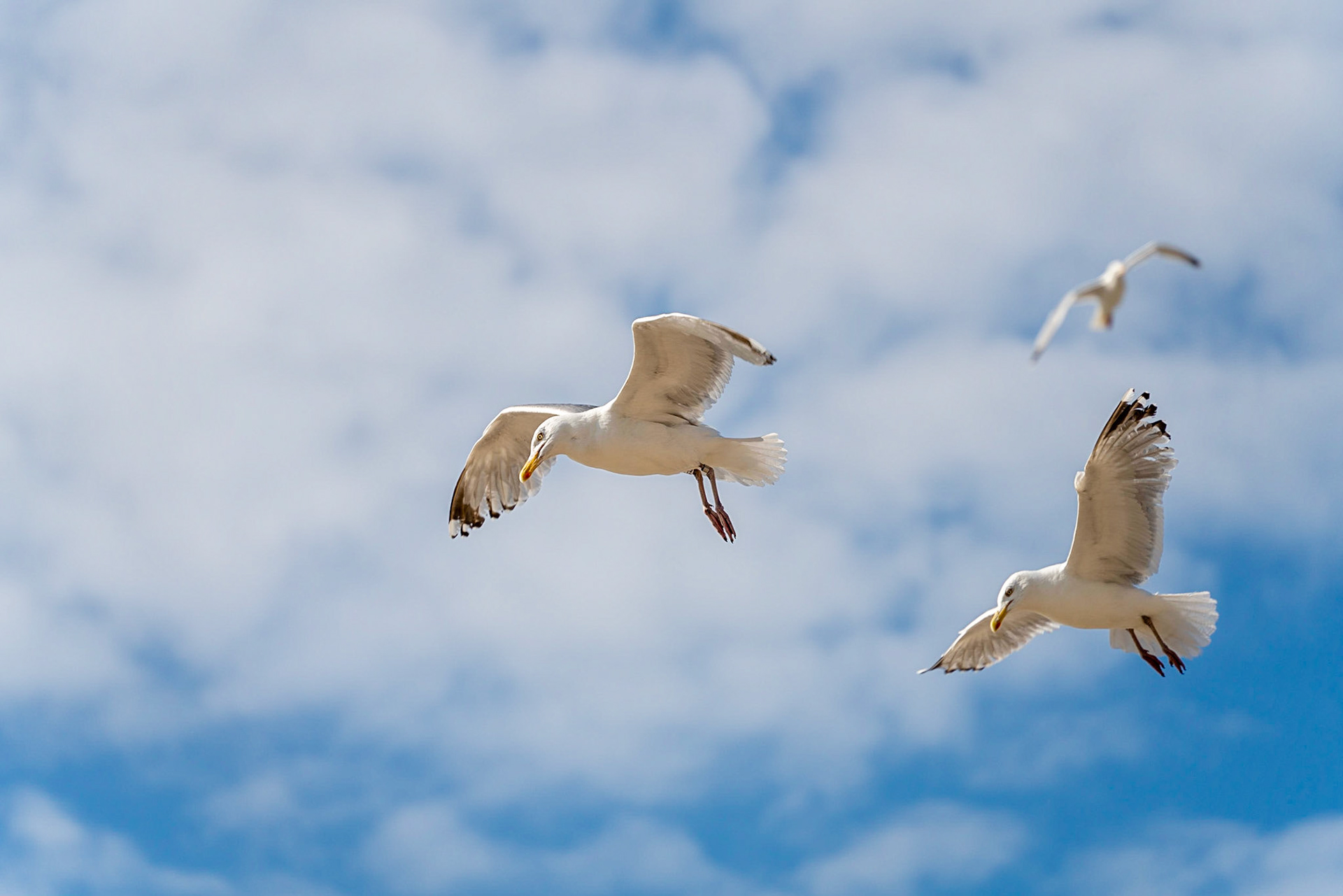 09 - Herring gulls - Zilvermeeuwen
