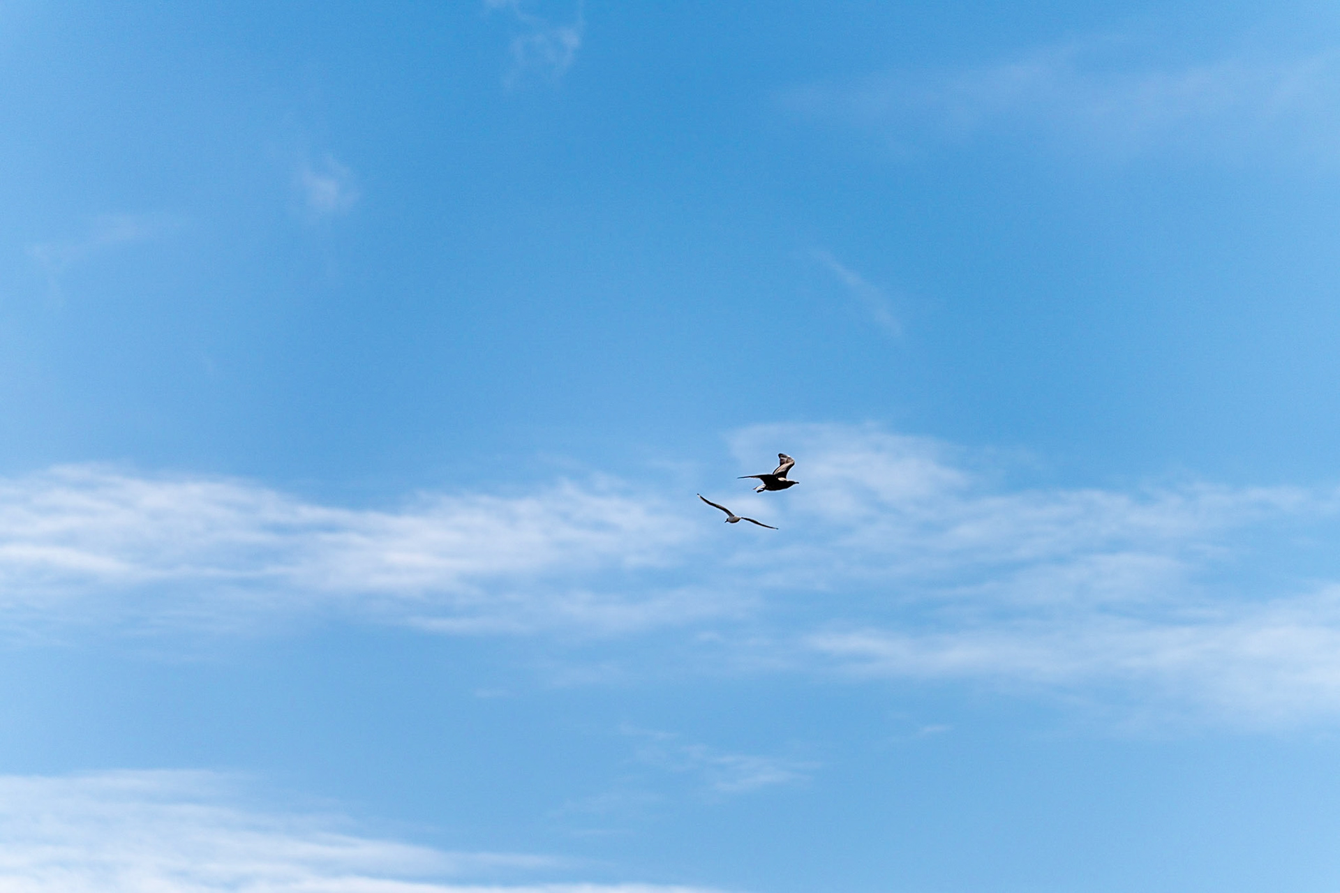 26 - Herring gulls - Zilvermeeuwen