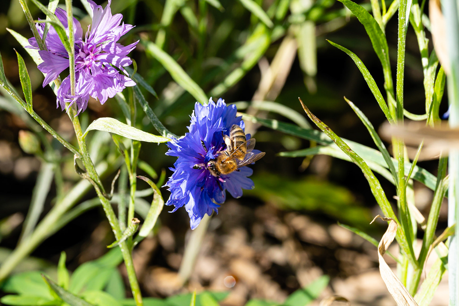 46- Bee on cornflower - bij op korenbloem