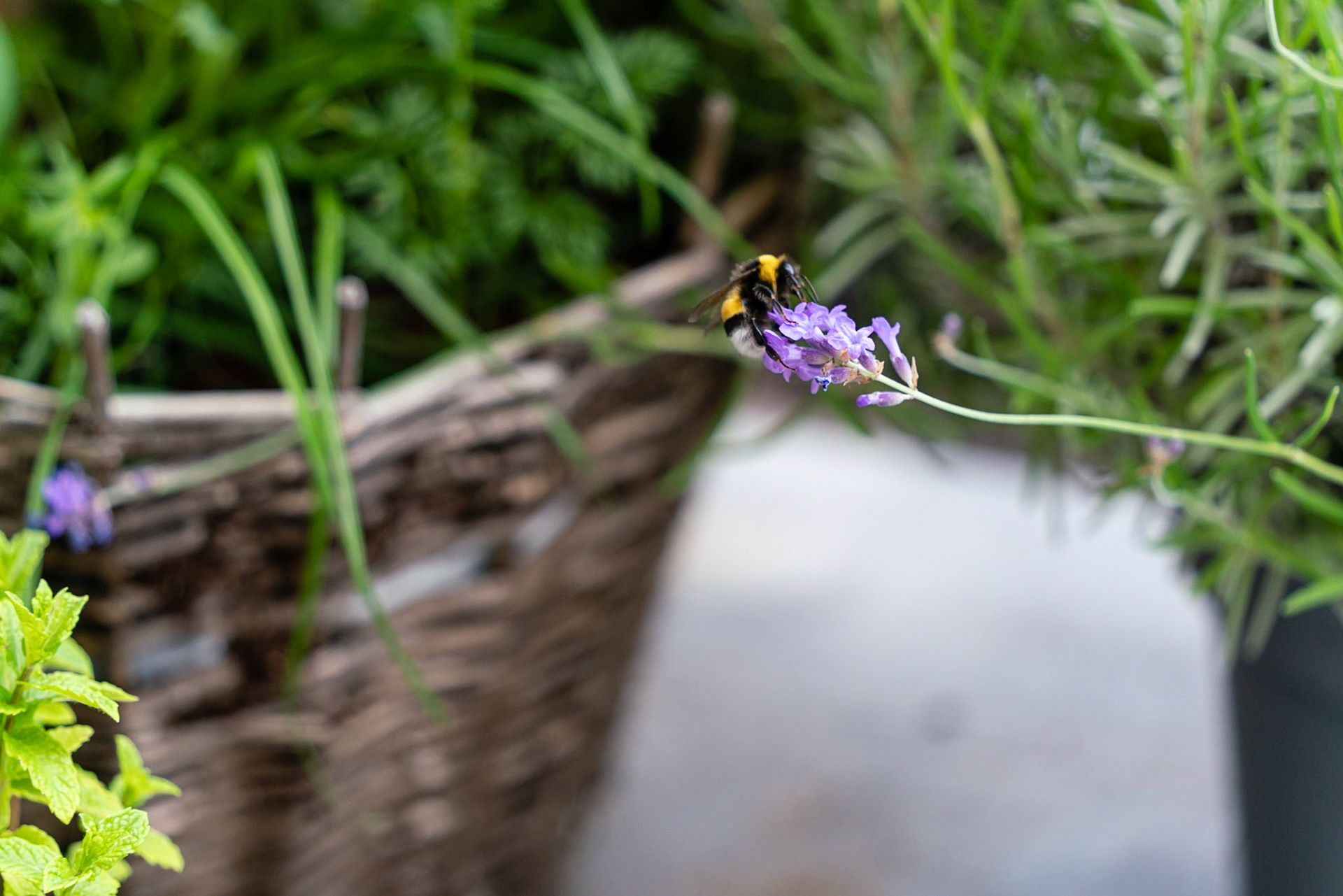 13 - Hommel op een lavendelbloem - Bumblebee on lavender
