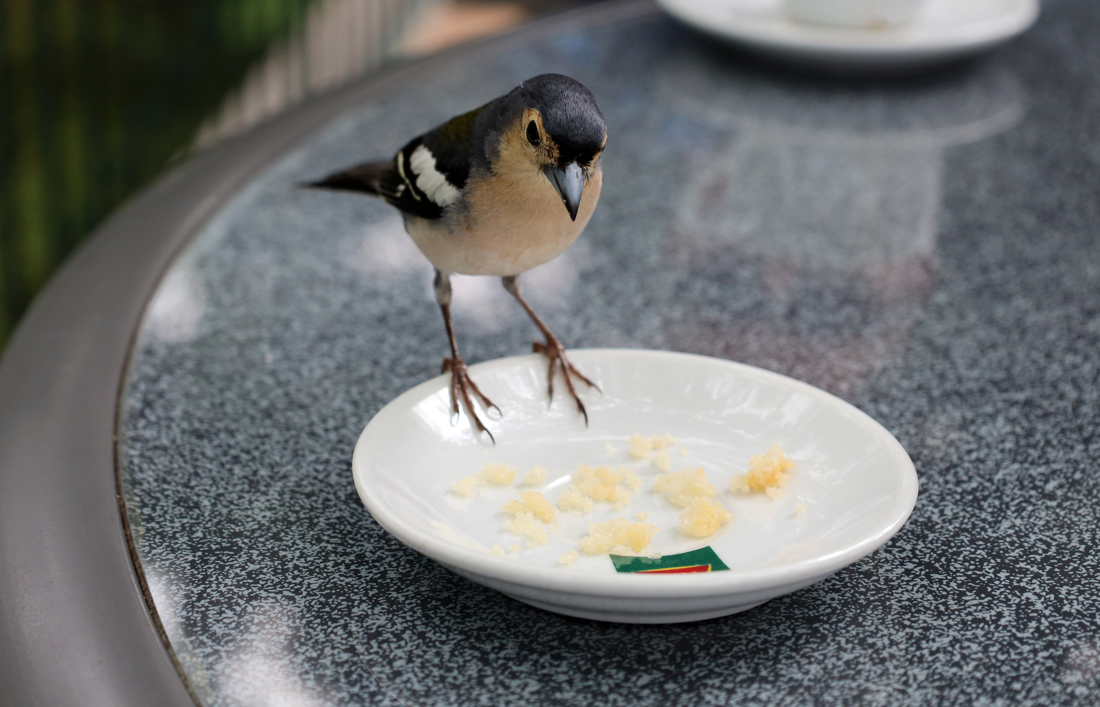 Finch (Botanic Gardens)