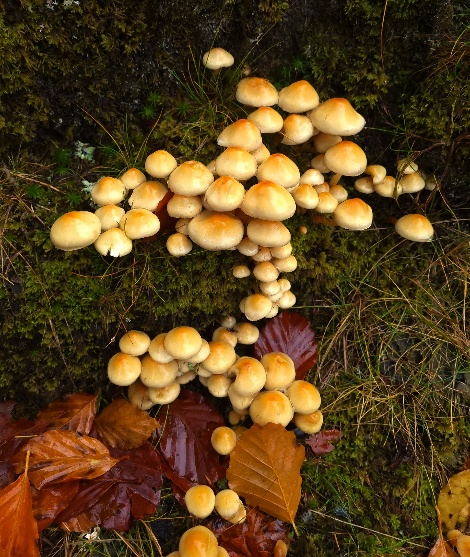 Fungi, Falls of Acharn