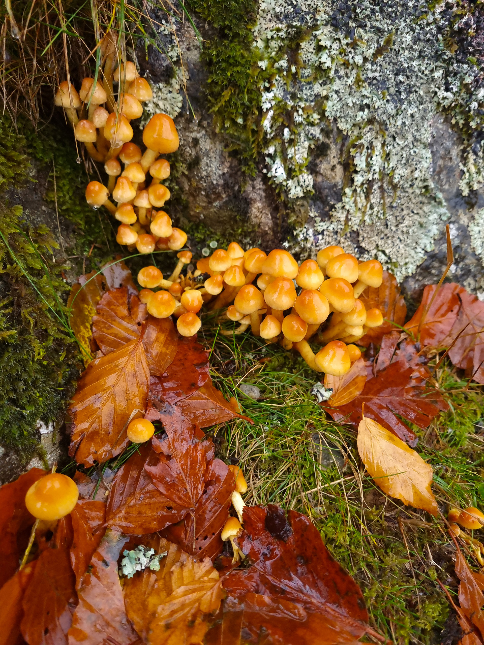 Fungi, Falls of Acharn