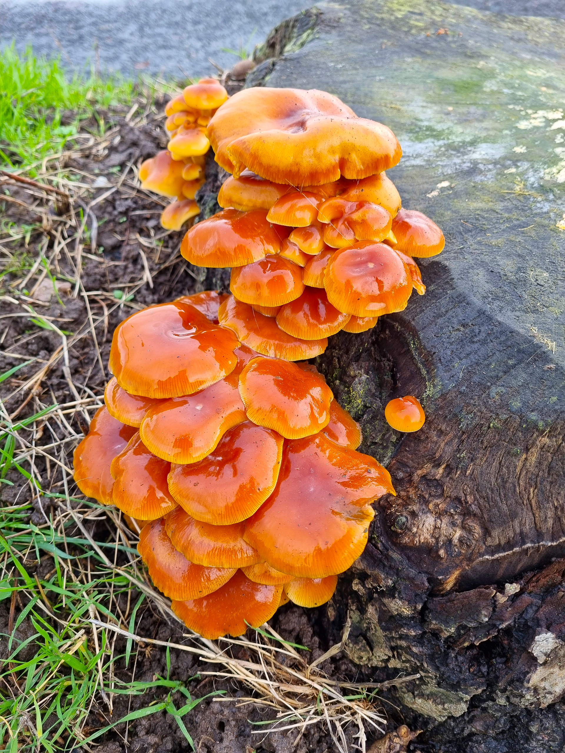Fungi, Kenmore