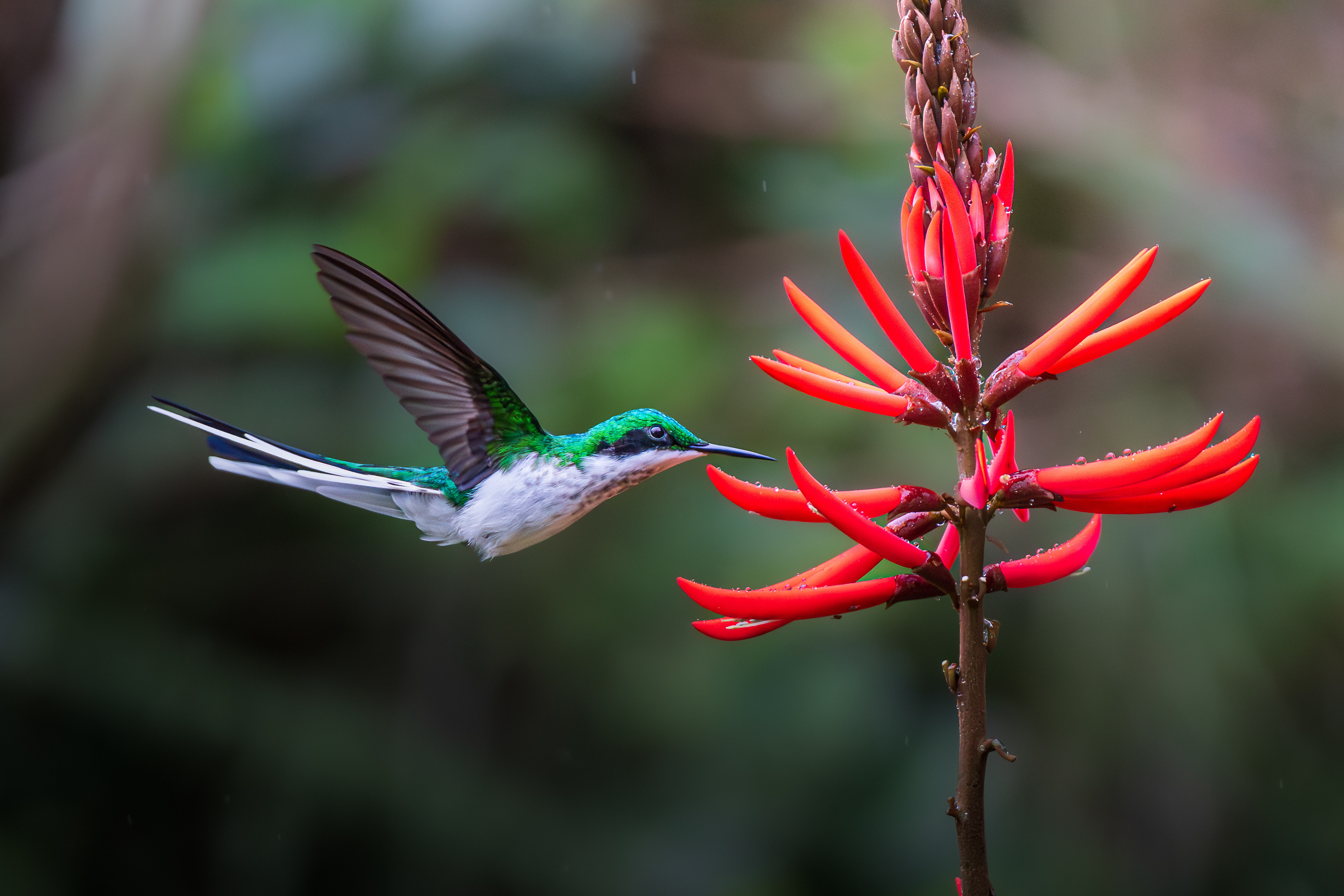 Beija-flor de bochecha azul