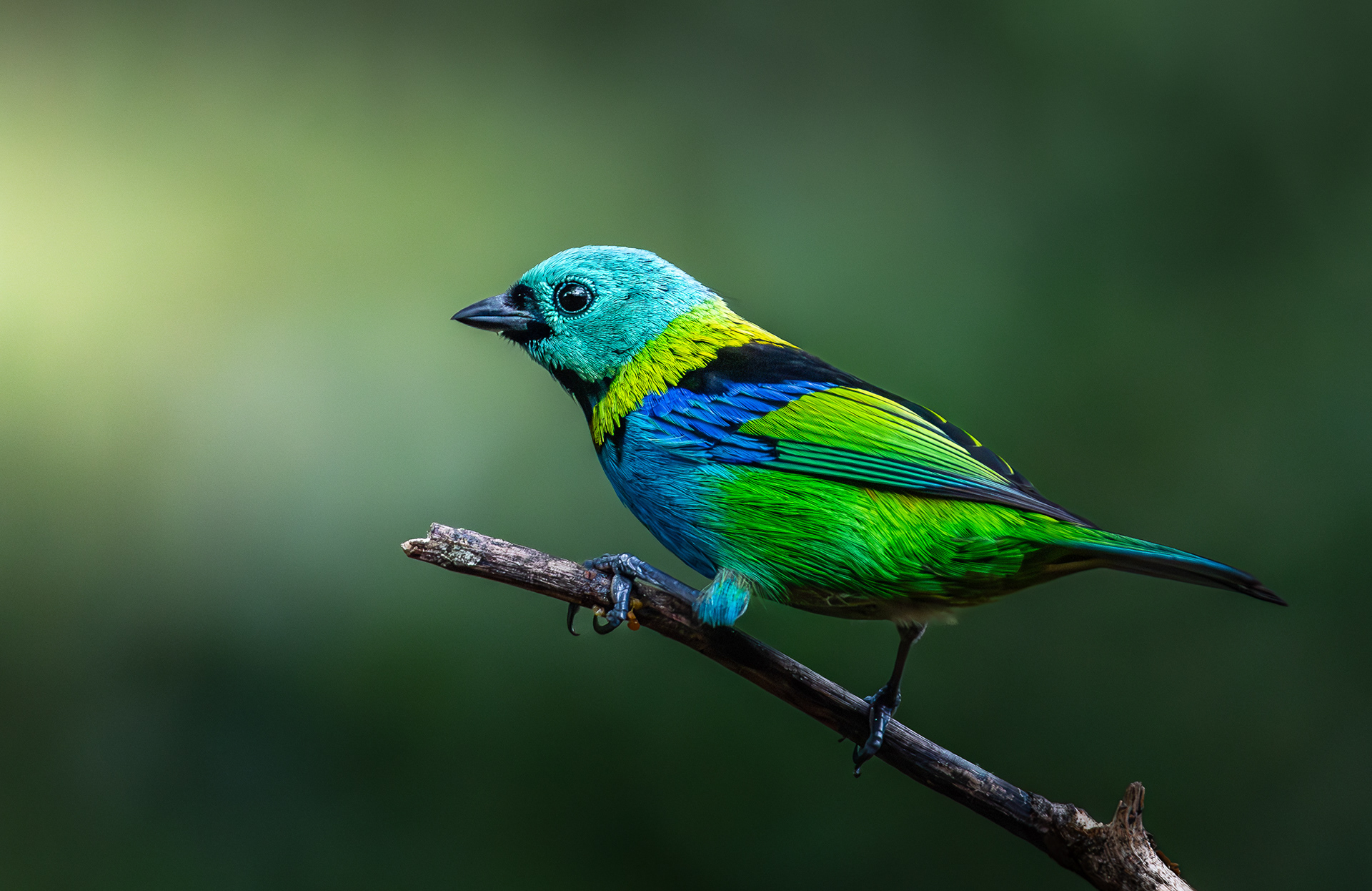 Saíra sete cores