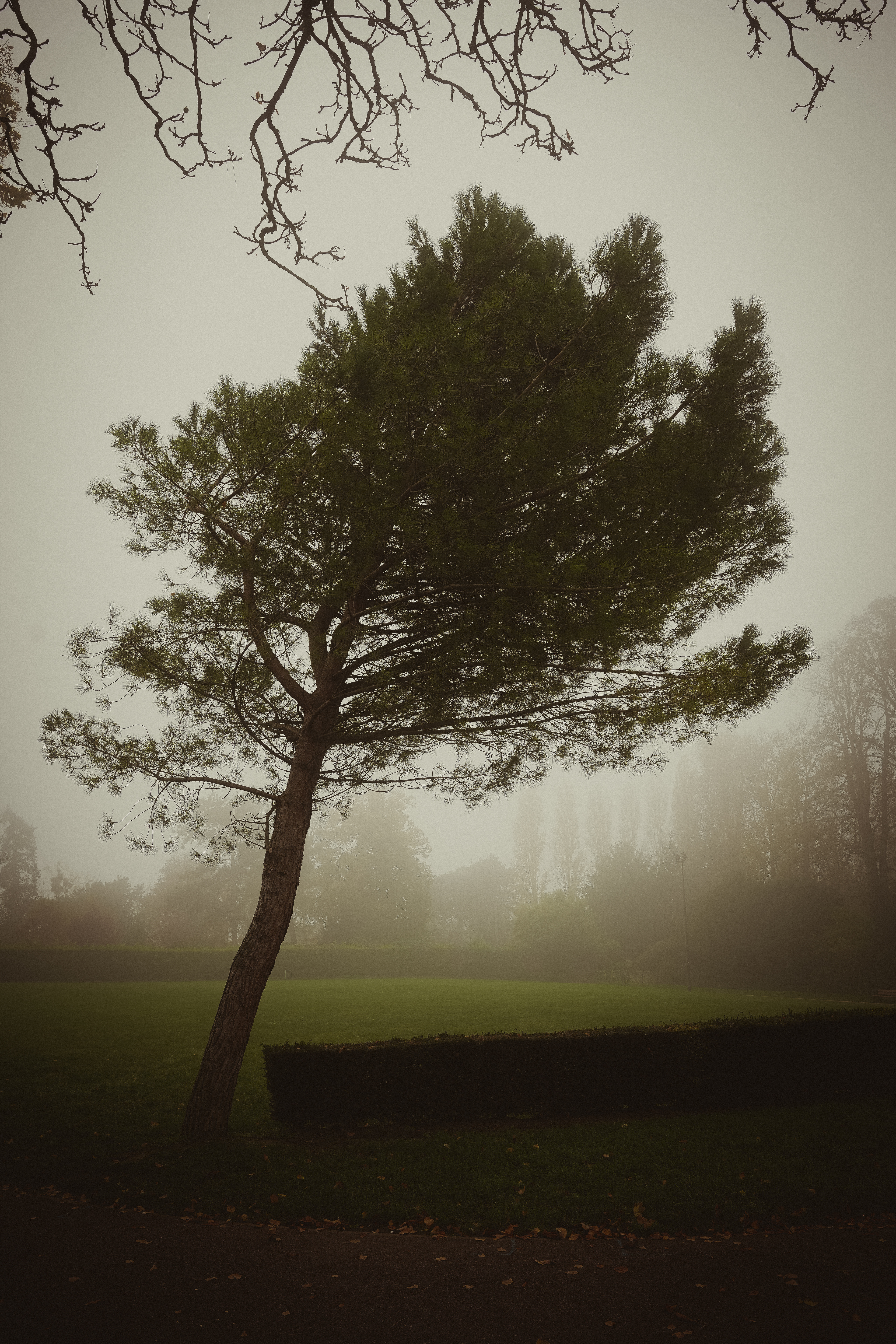 Misty Day