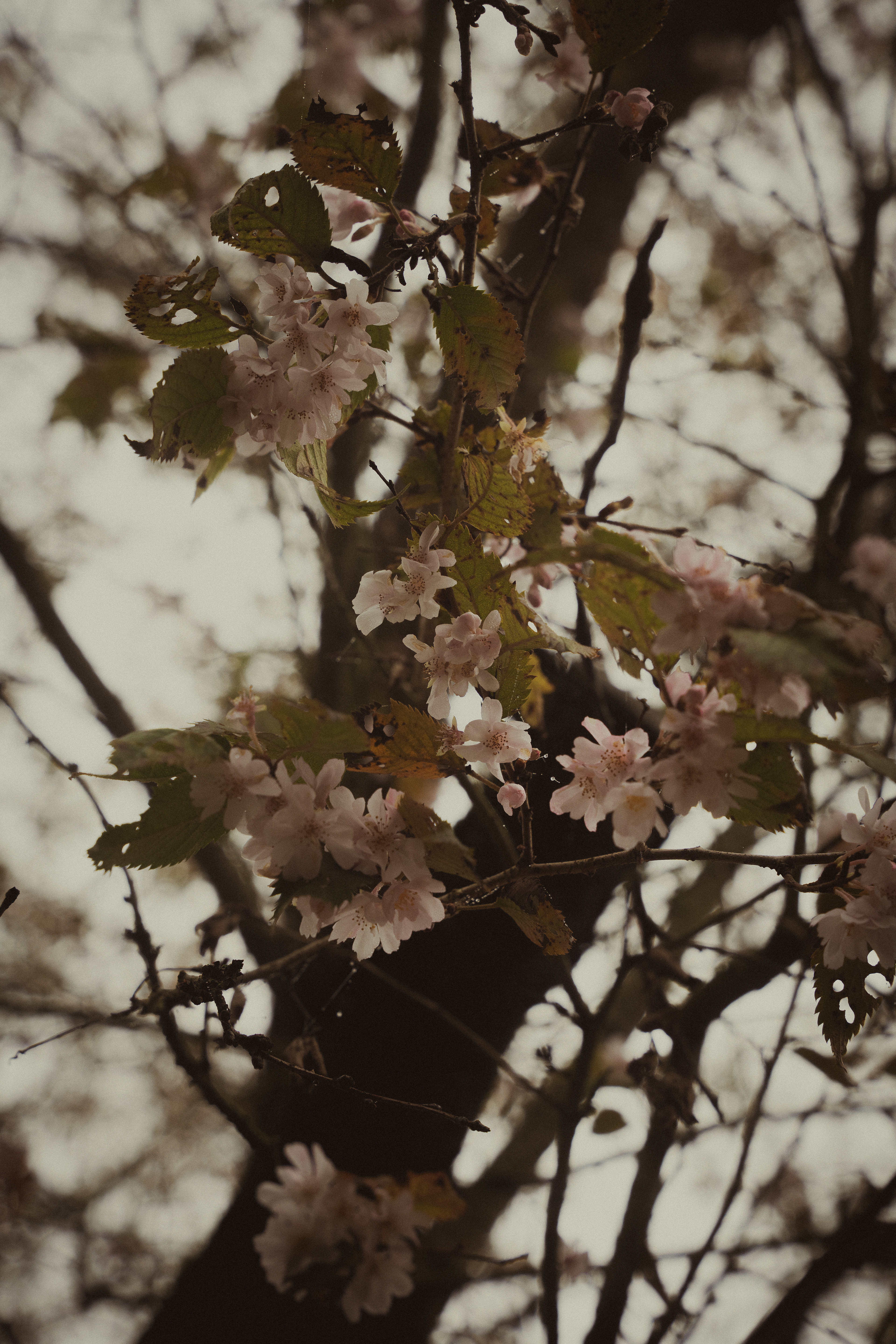 Misty Day