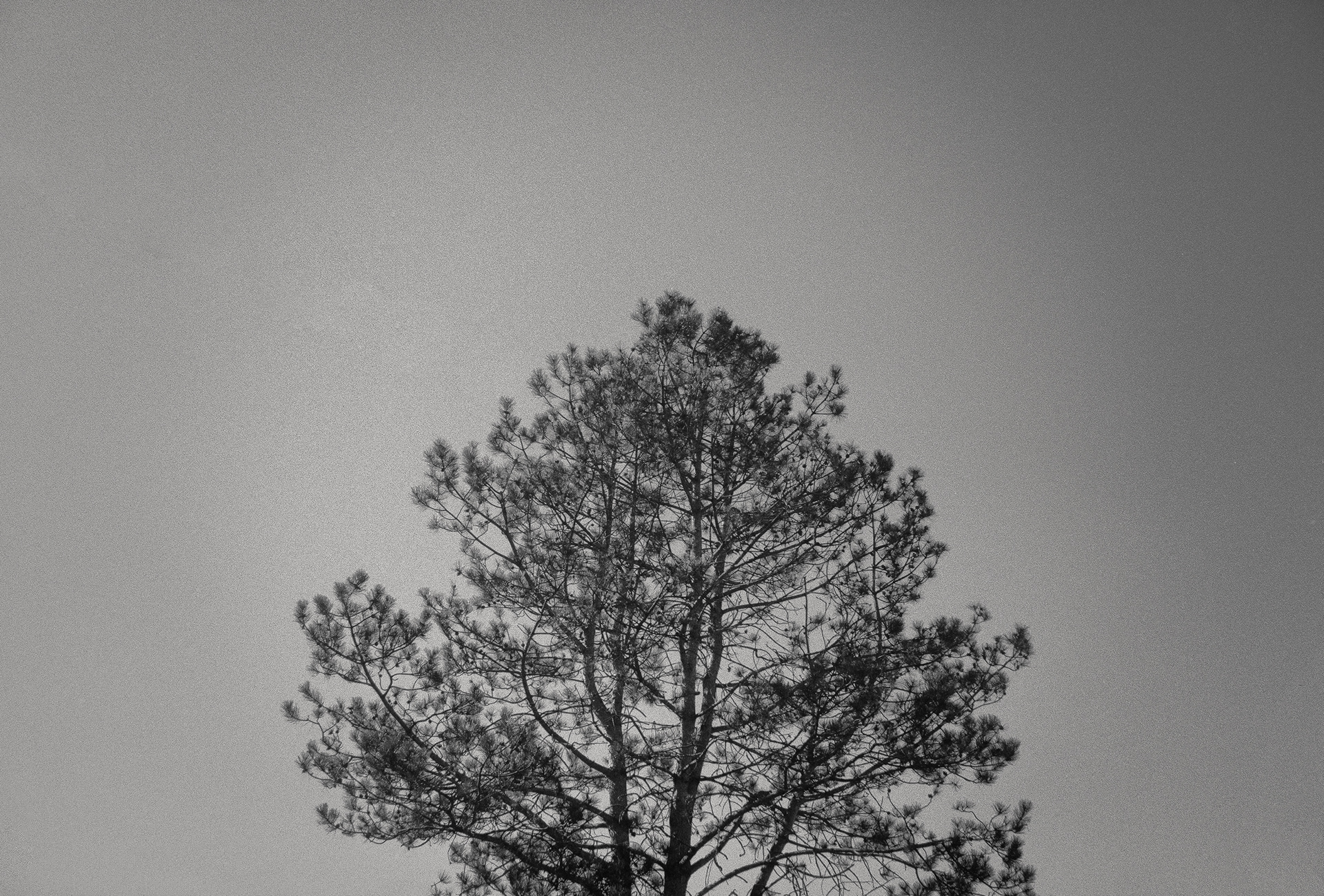 Shoot Argentique - Jura