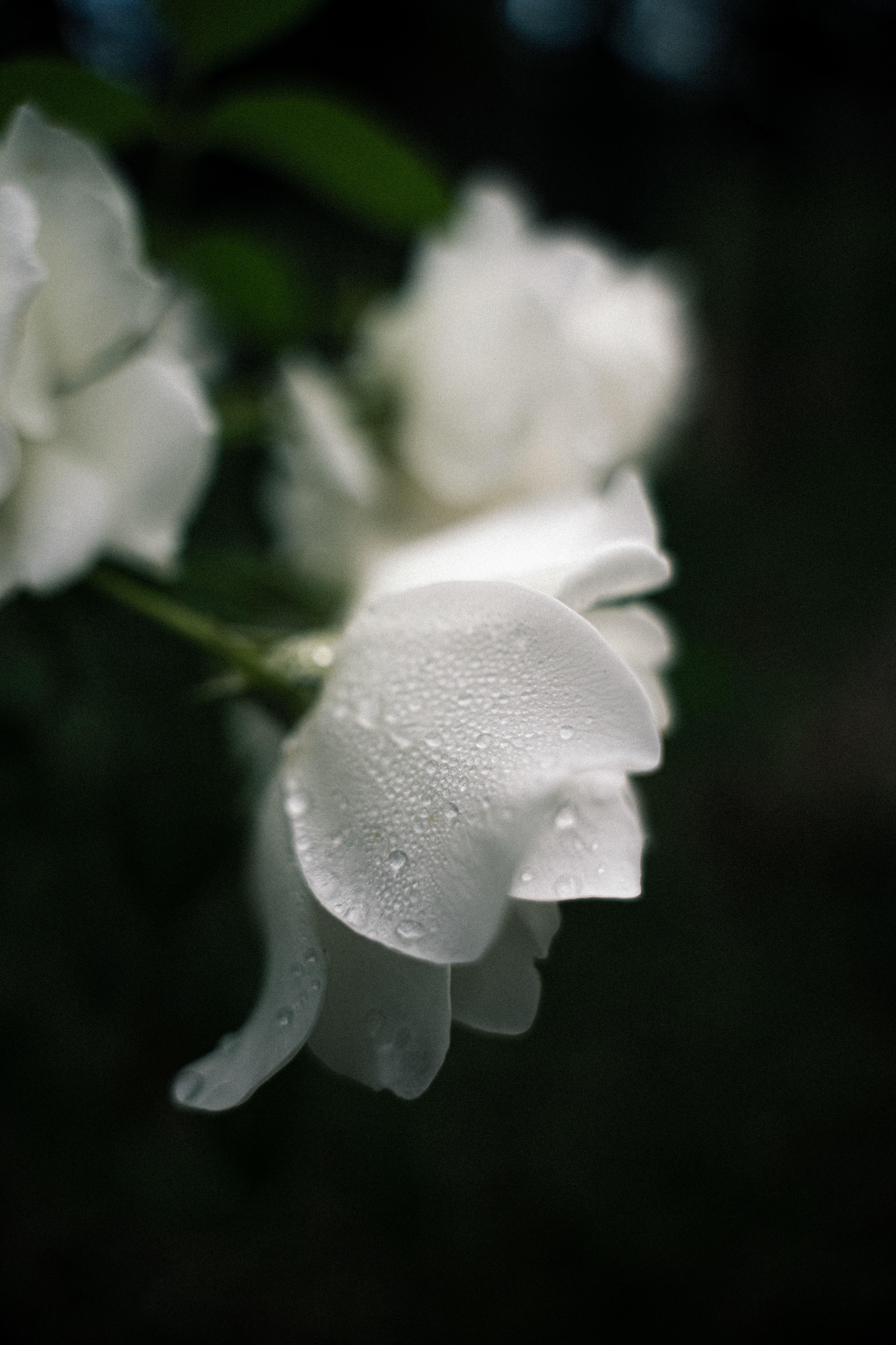 Rainy Day