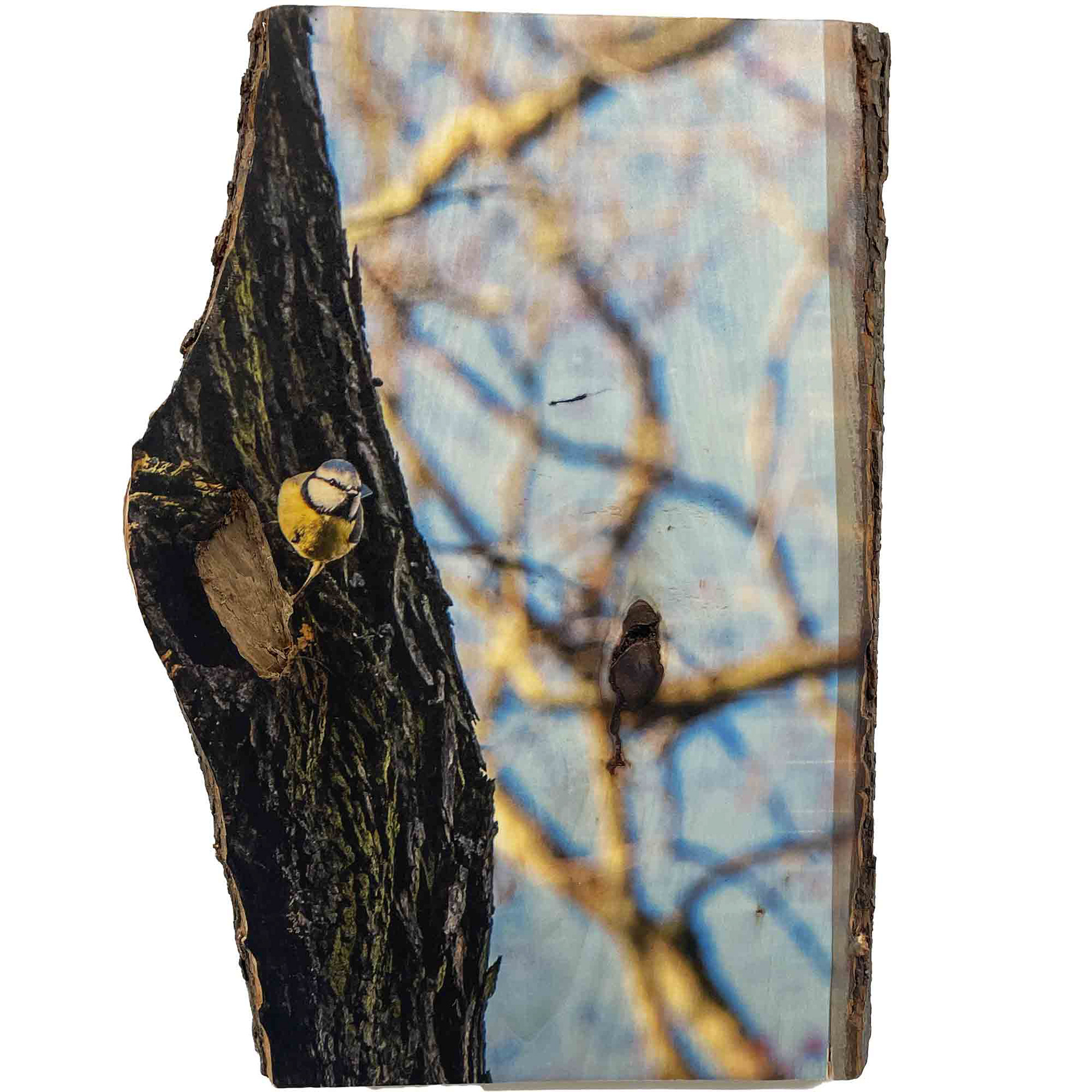 "Meise", Originaldruck/Fotografie Ahorn, 25*35cm, Beispielpreis: 200,-