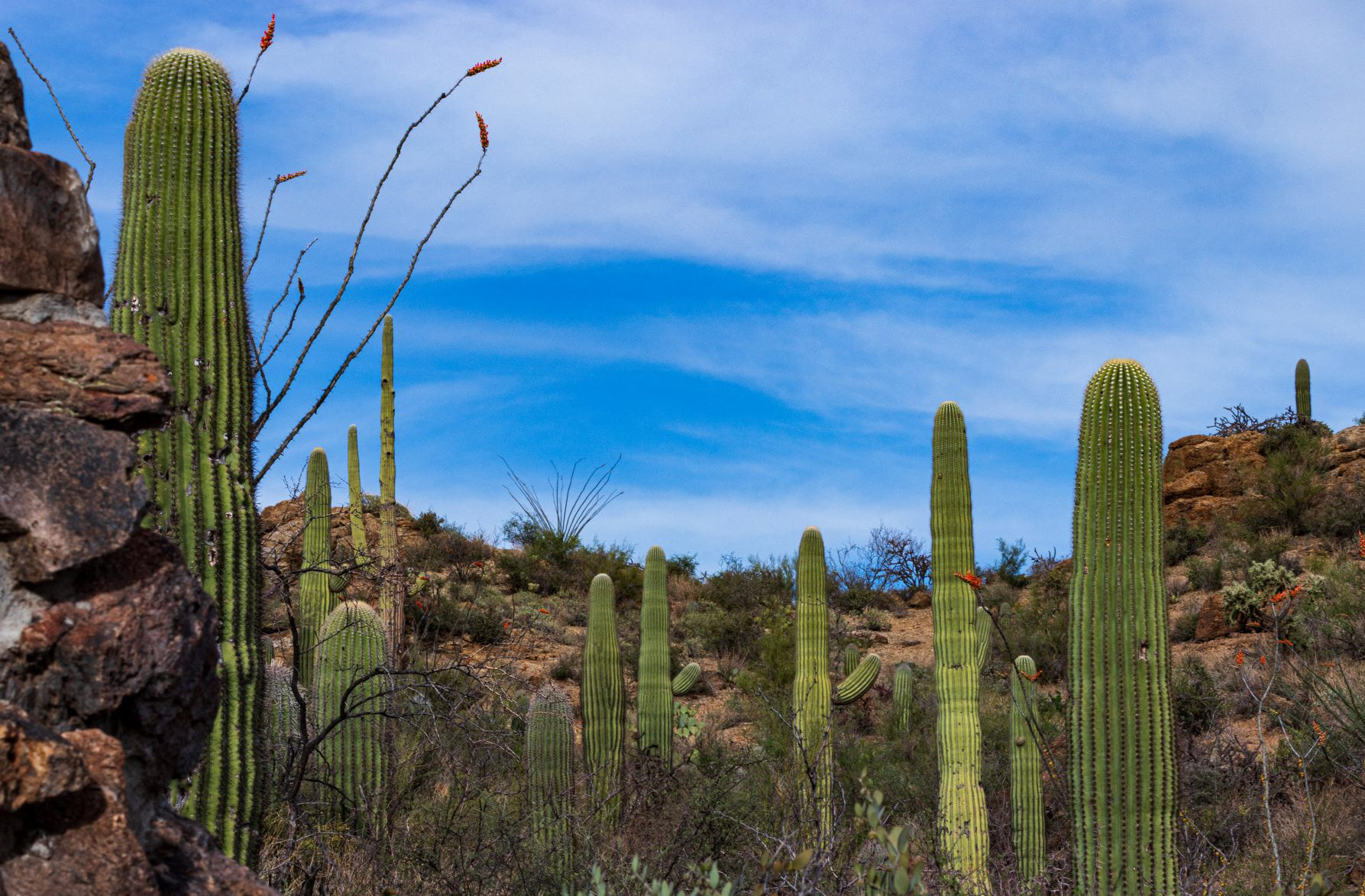 Tucson Mountain Park, Arizona