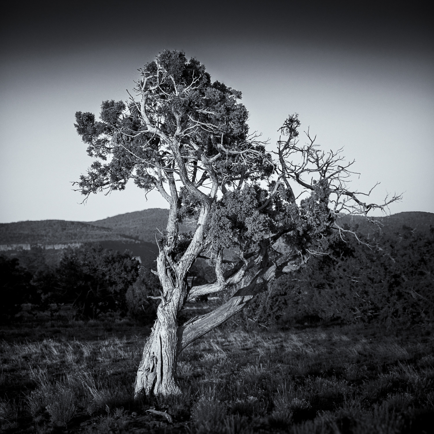 Aligator Juniper #2