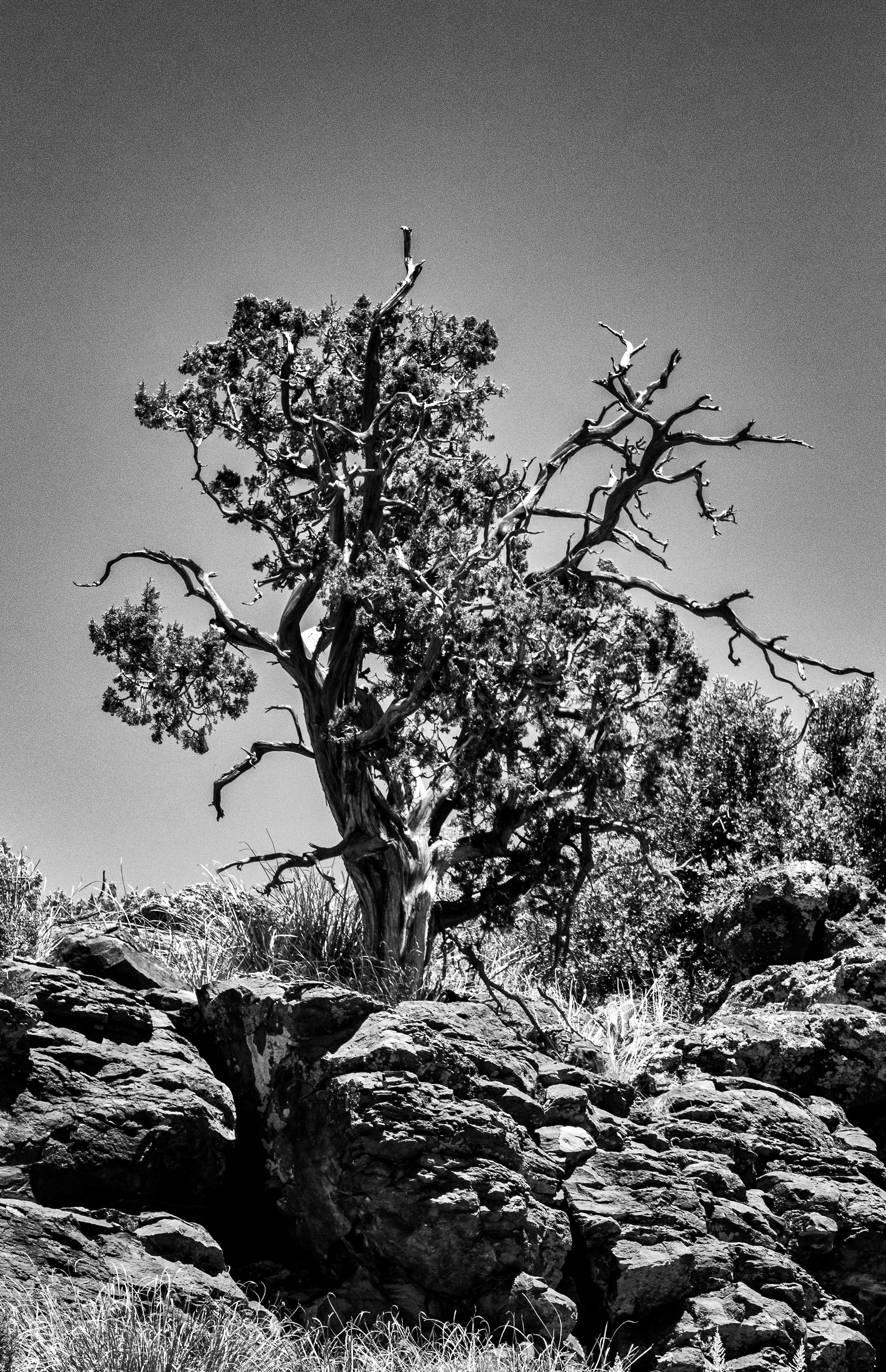The Sentinel