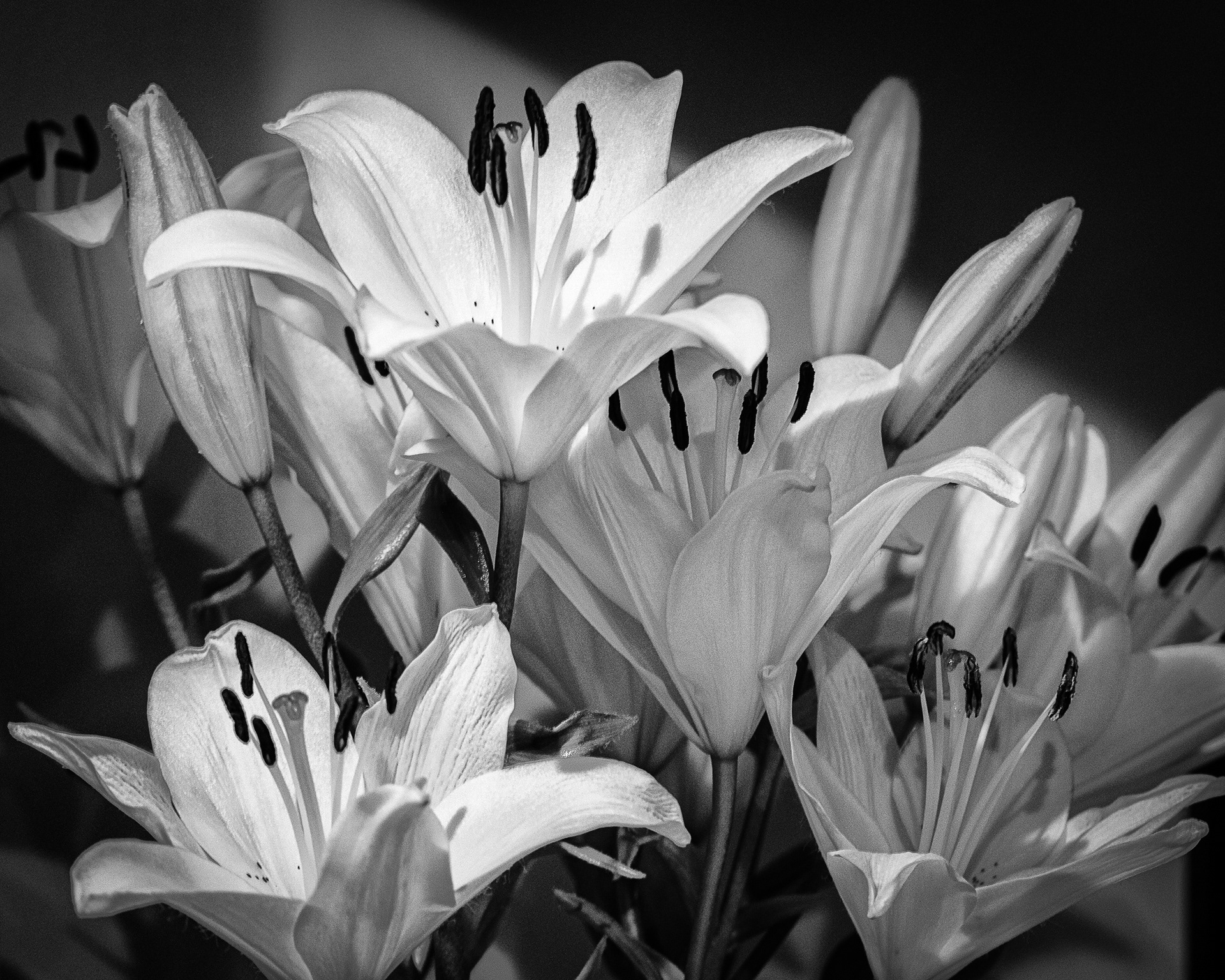 Lilies