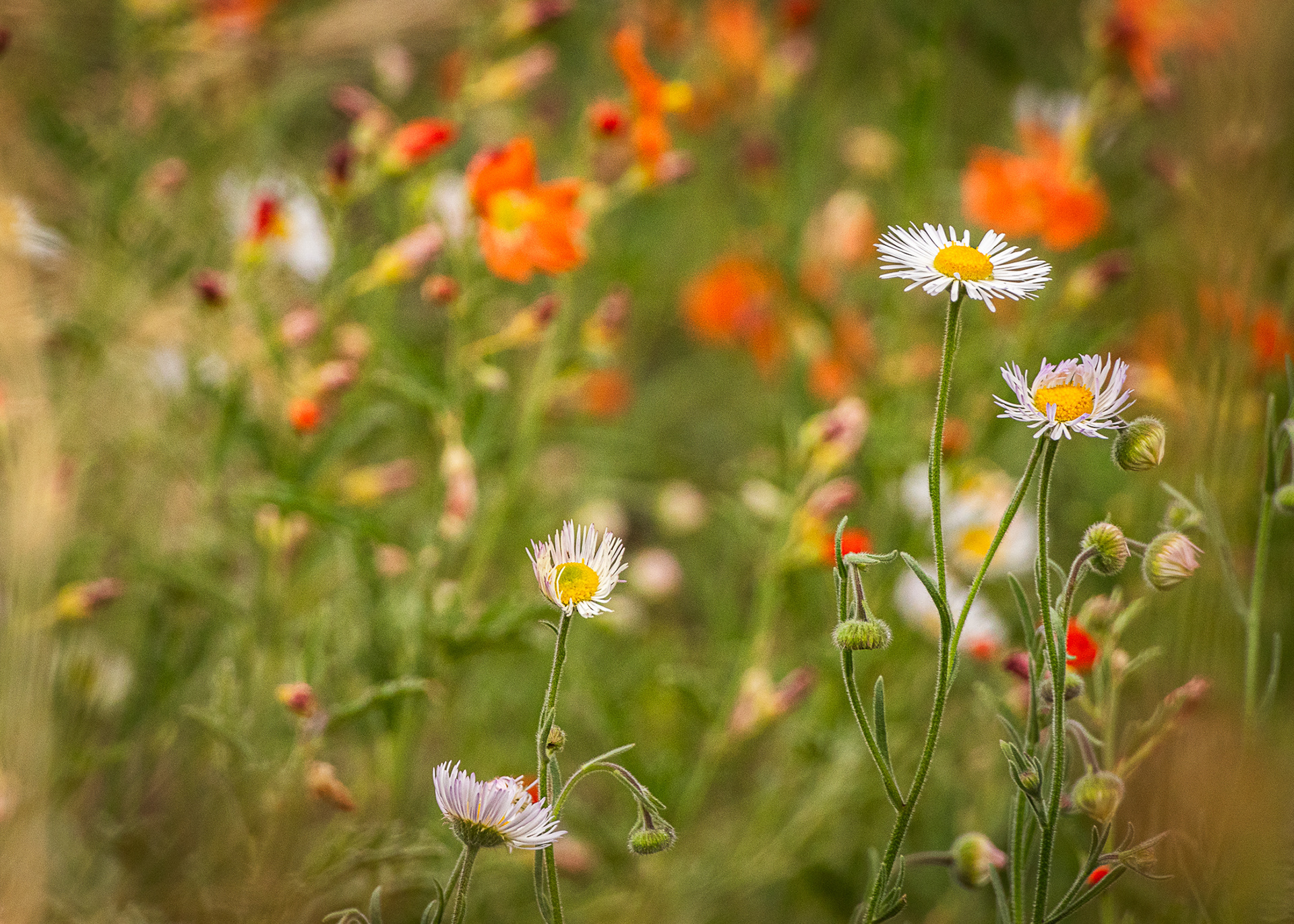 Wildflowers of Northern Arizona