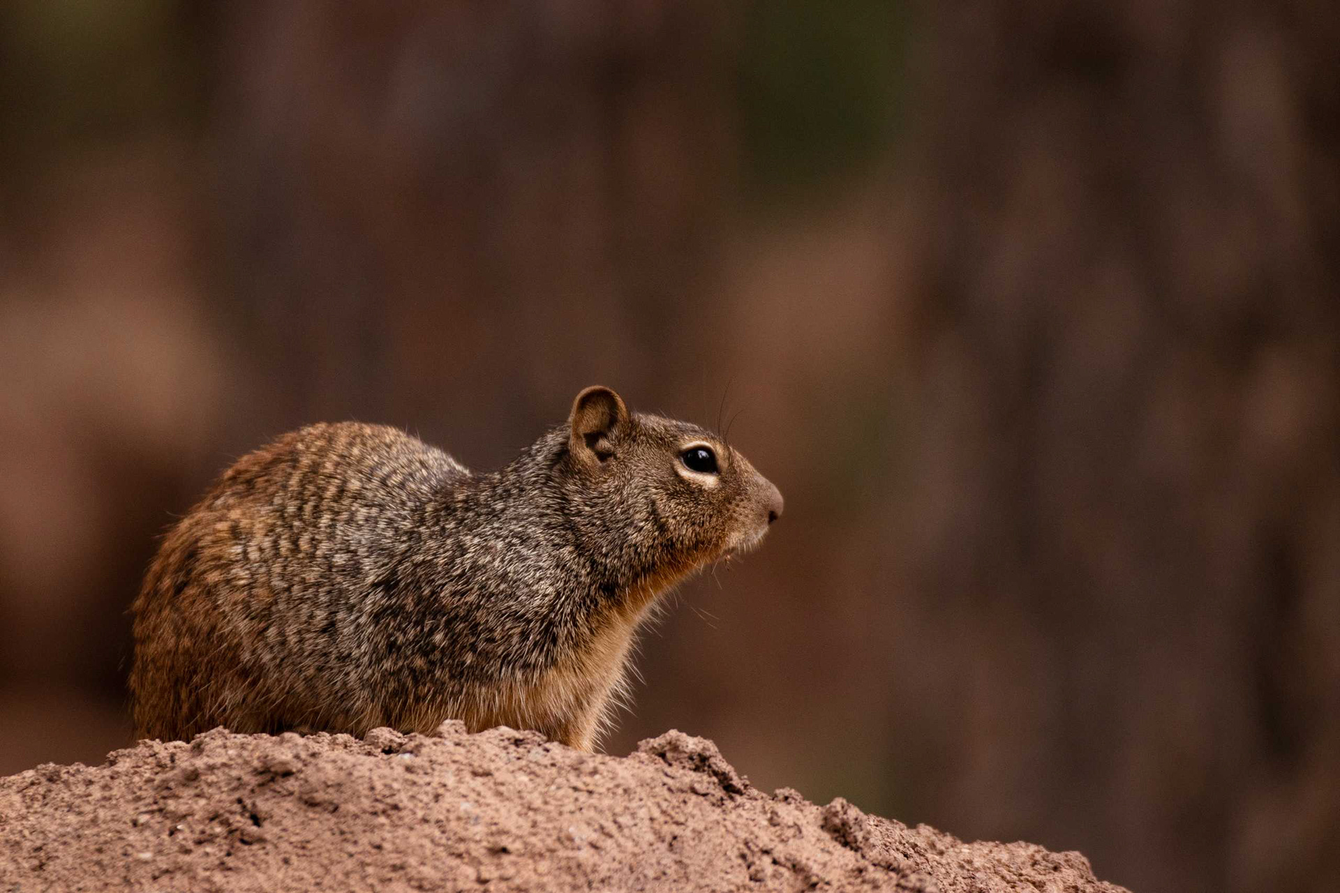 Arizona Gray Squirrel