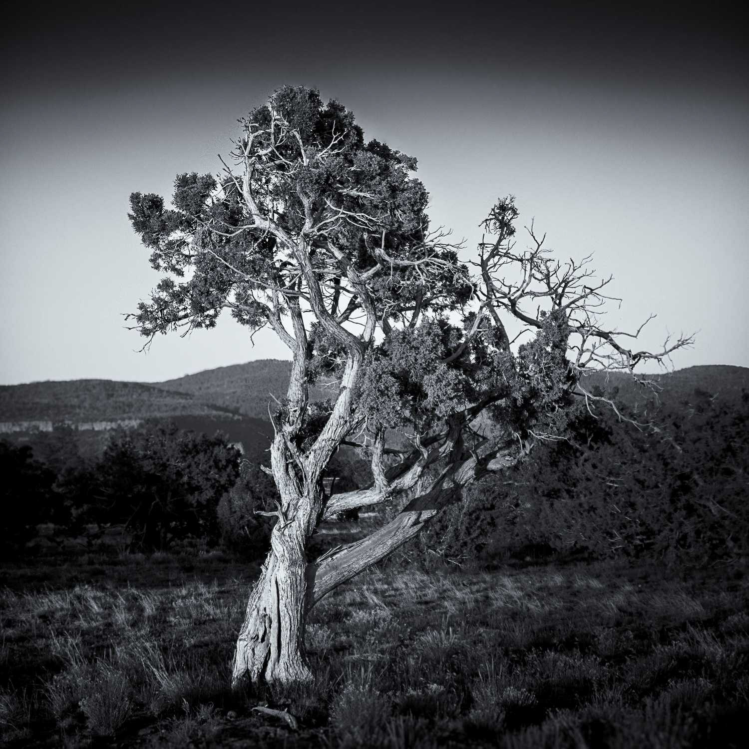 Aligator Juniper