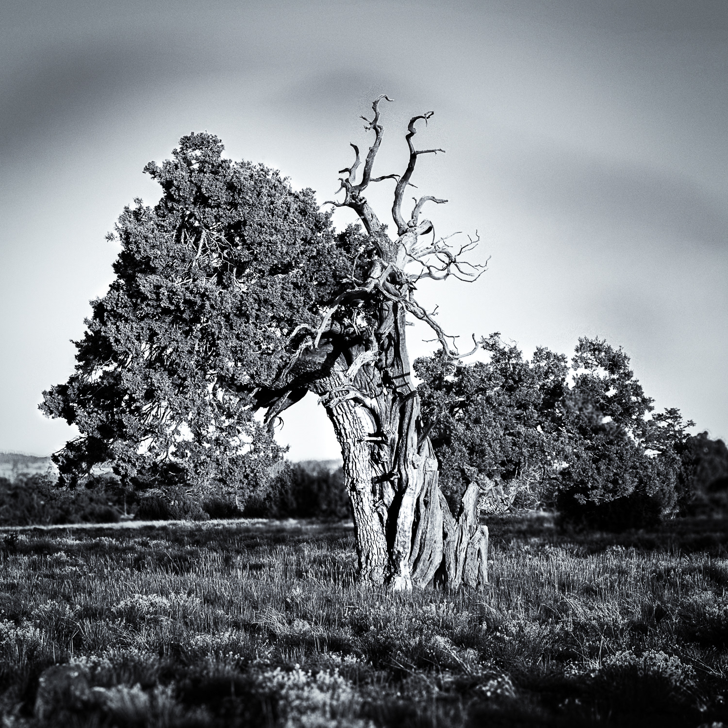 Aligator Juniper #1