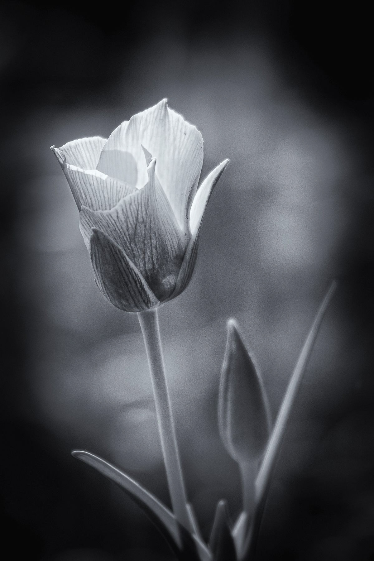 Dopubting Mariposa Lily