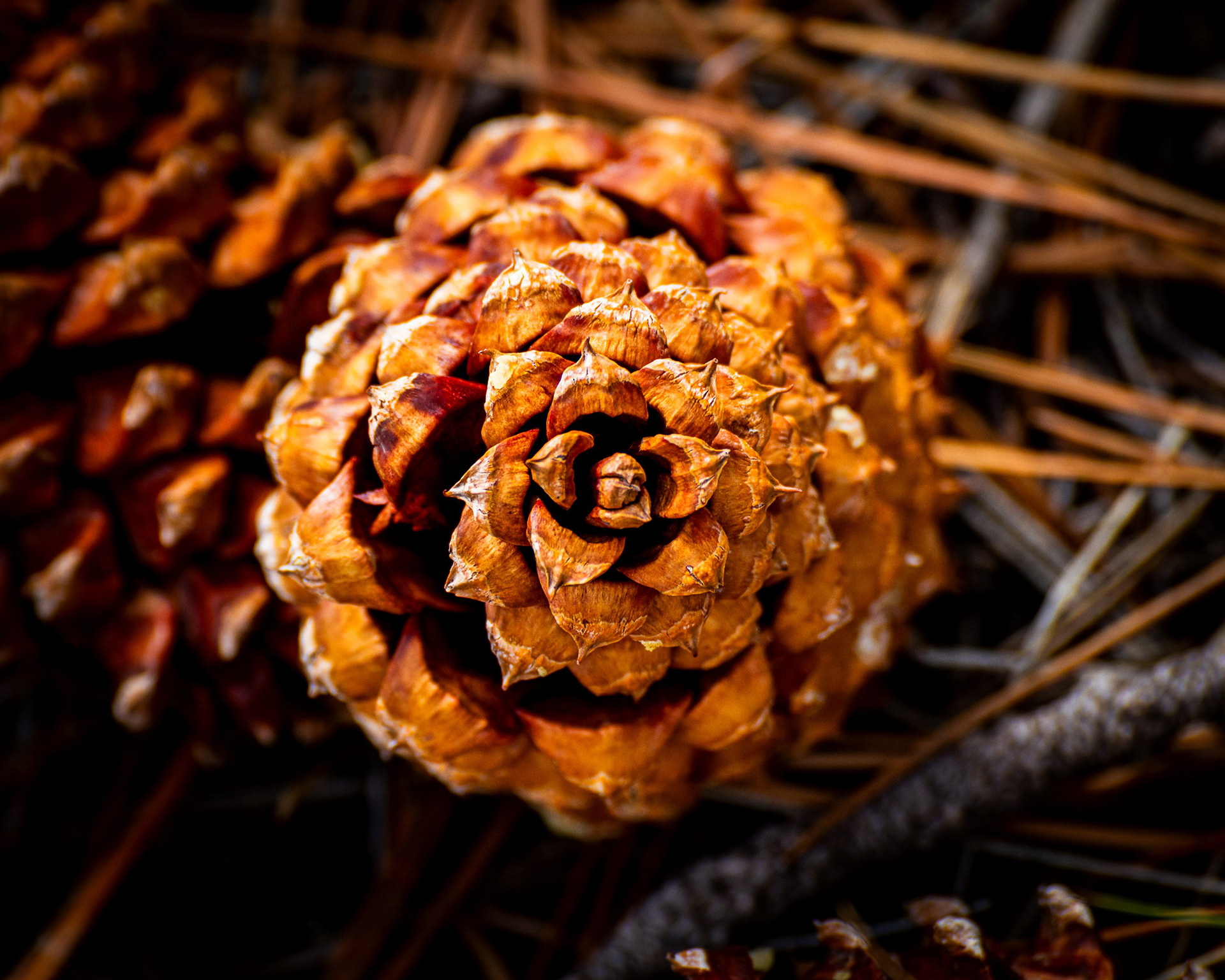 Pine Cone