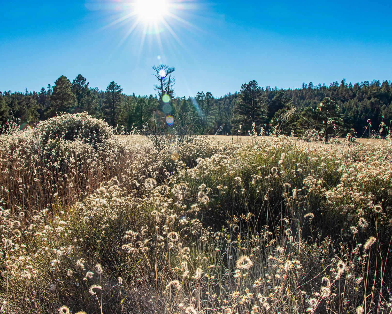Kaibab Forest Meadow
