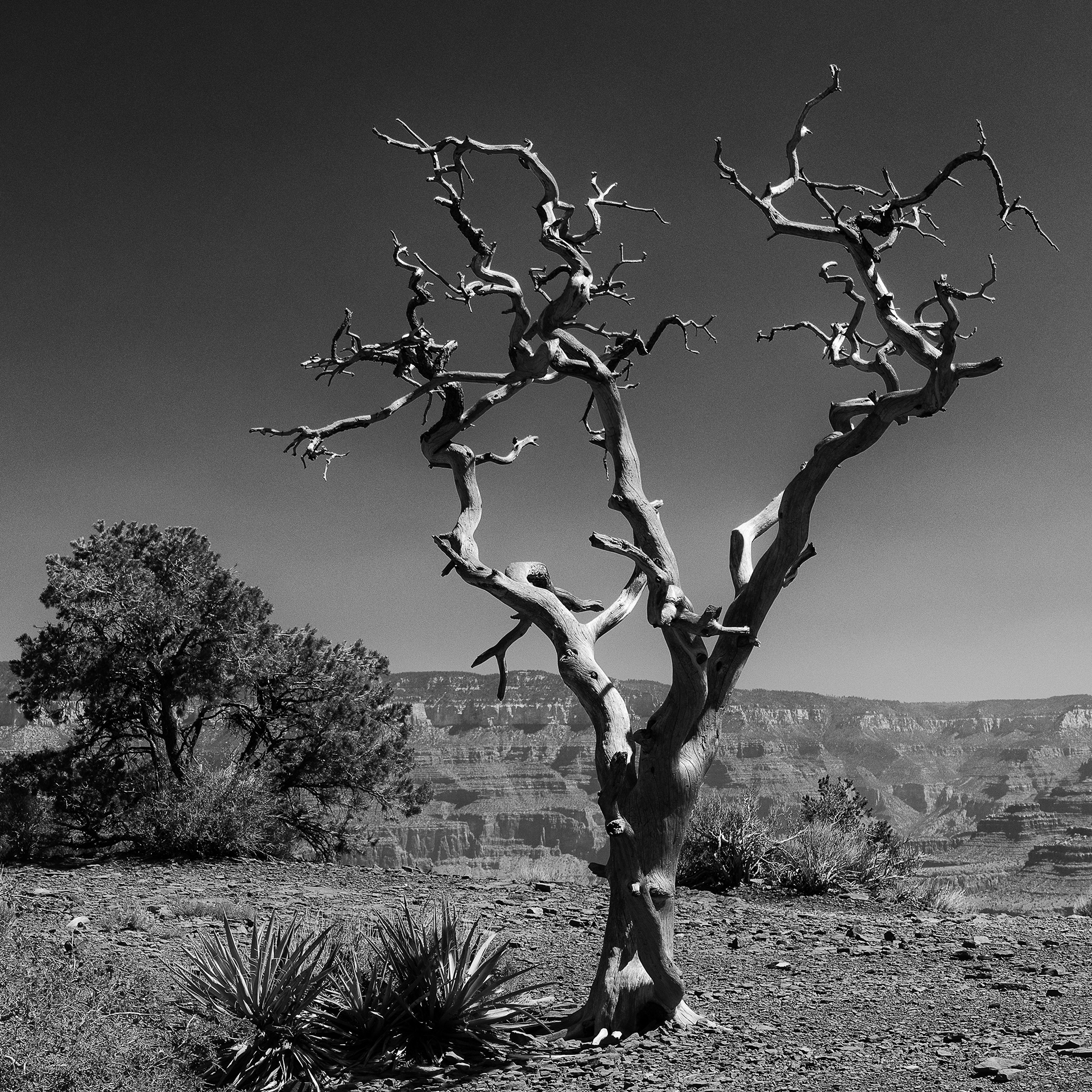 Whispers in the Canyon