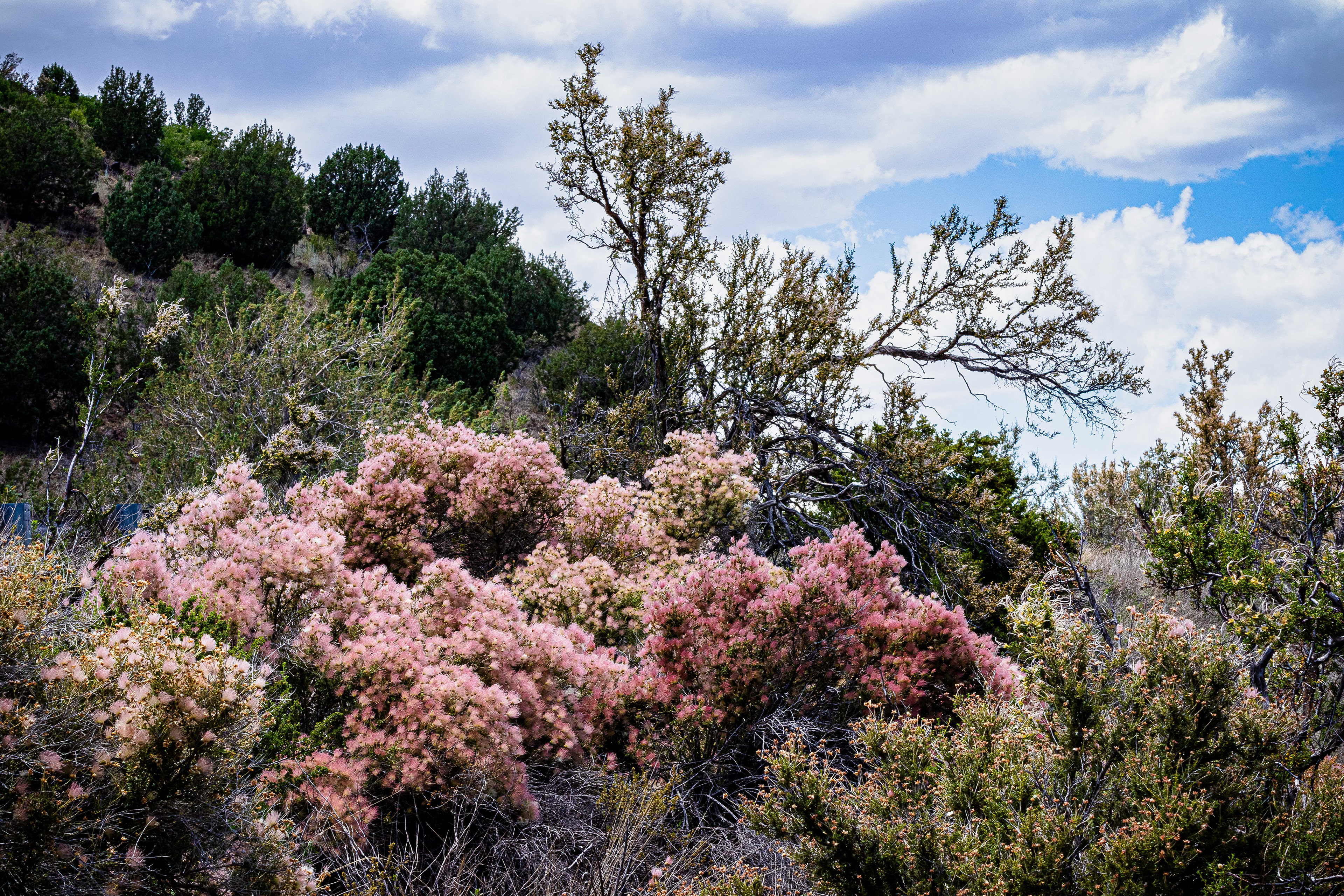Apache Plume on Crookton Road, Seligman, AZ