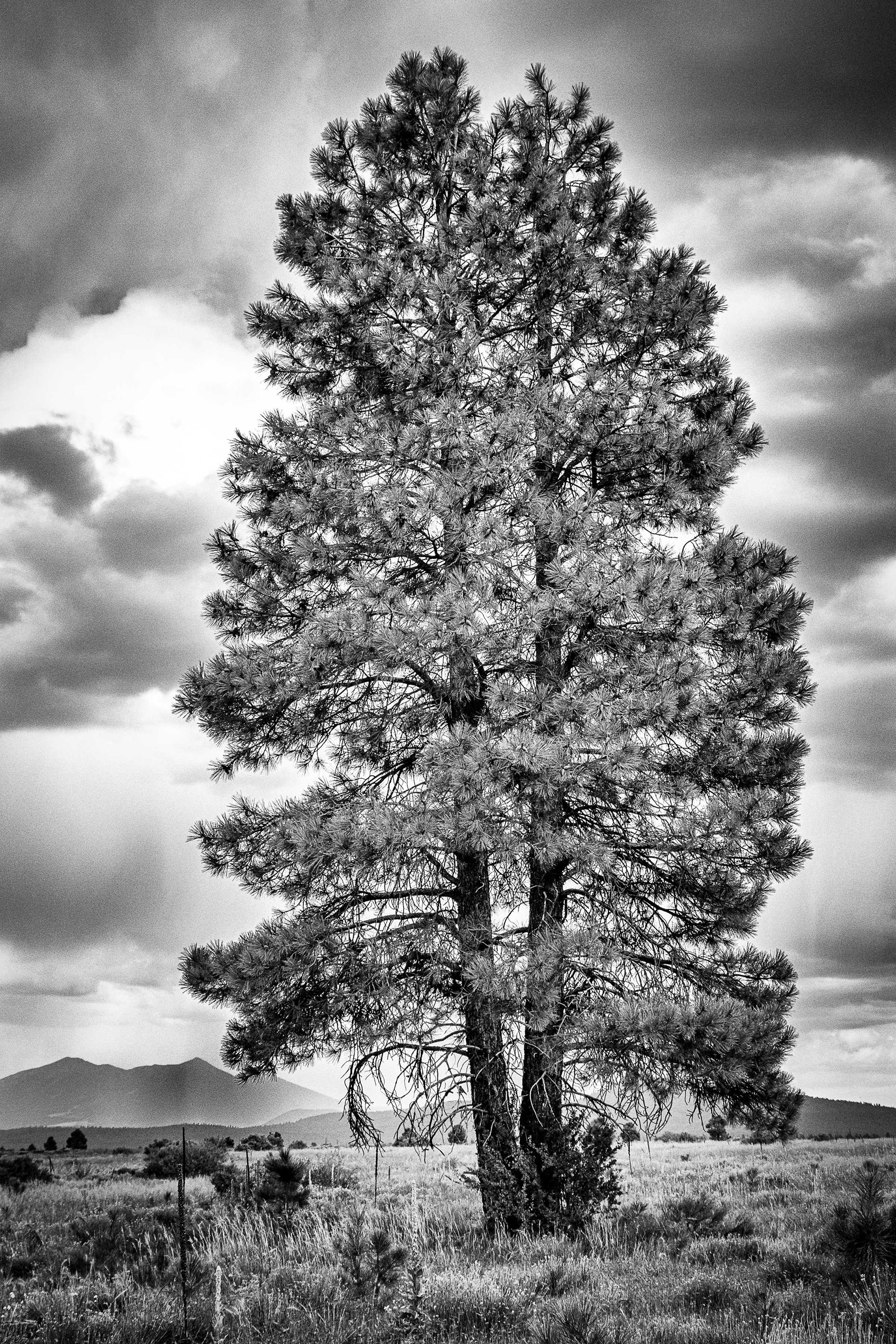 The Watchman 2