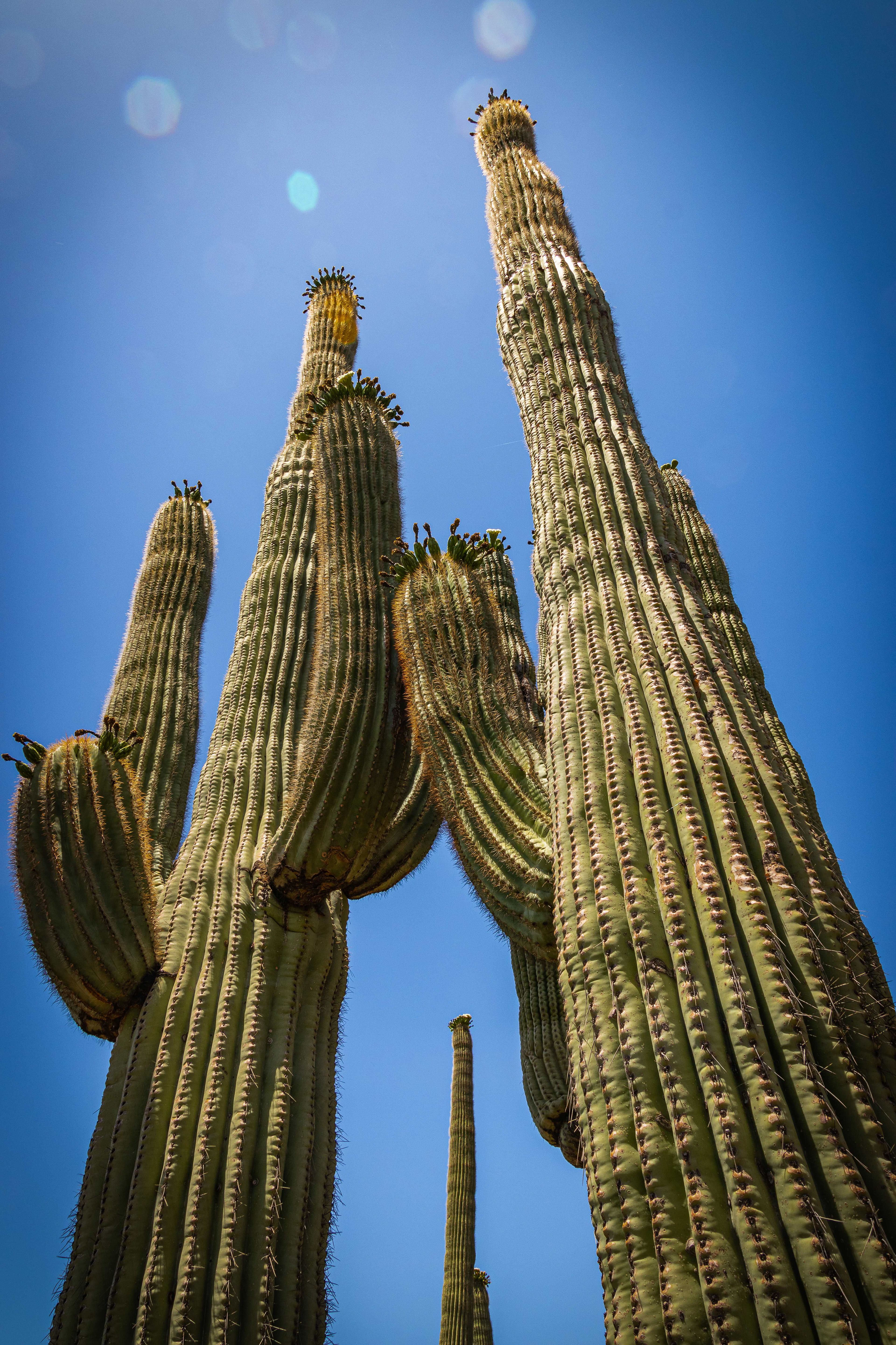 Saguaro