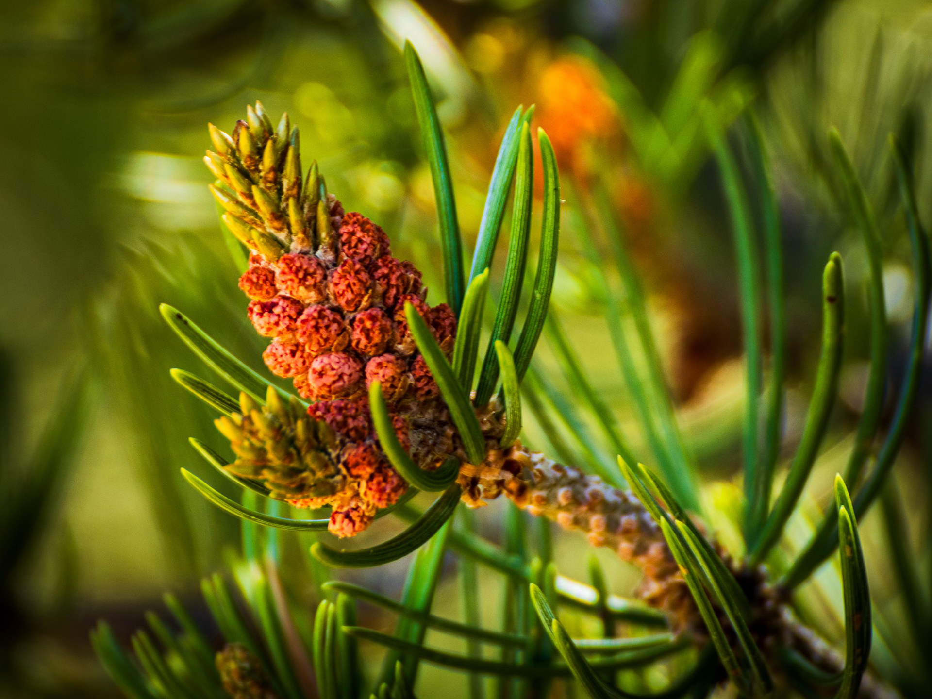 Spruce Tree Pollen Cone