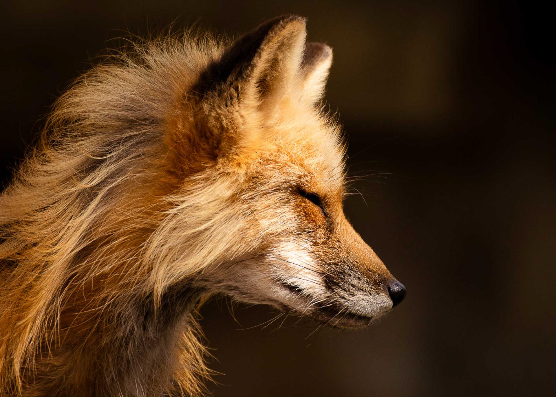 Red Fox